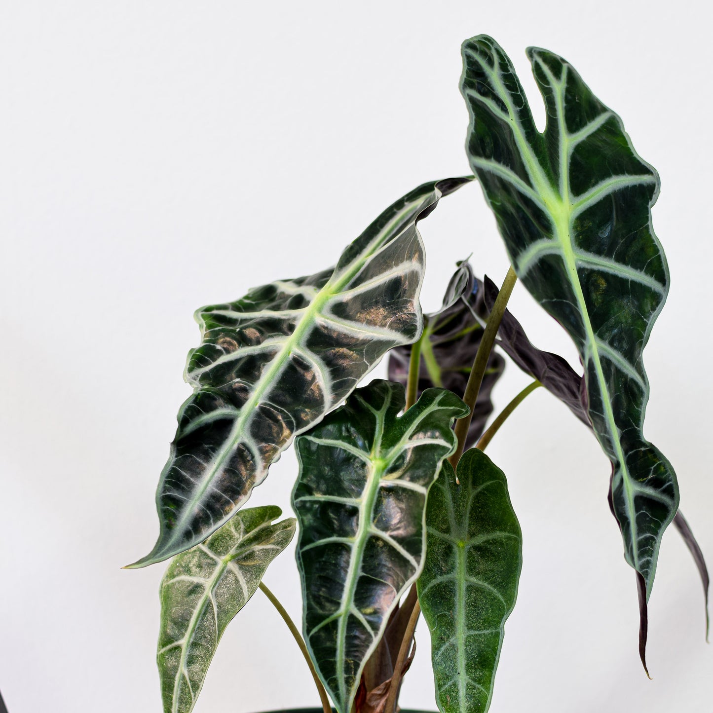 Alocasia Amazonica Dwarf Form