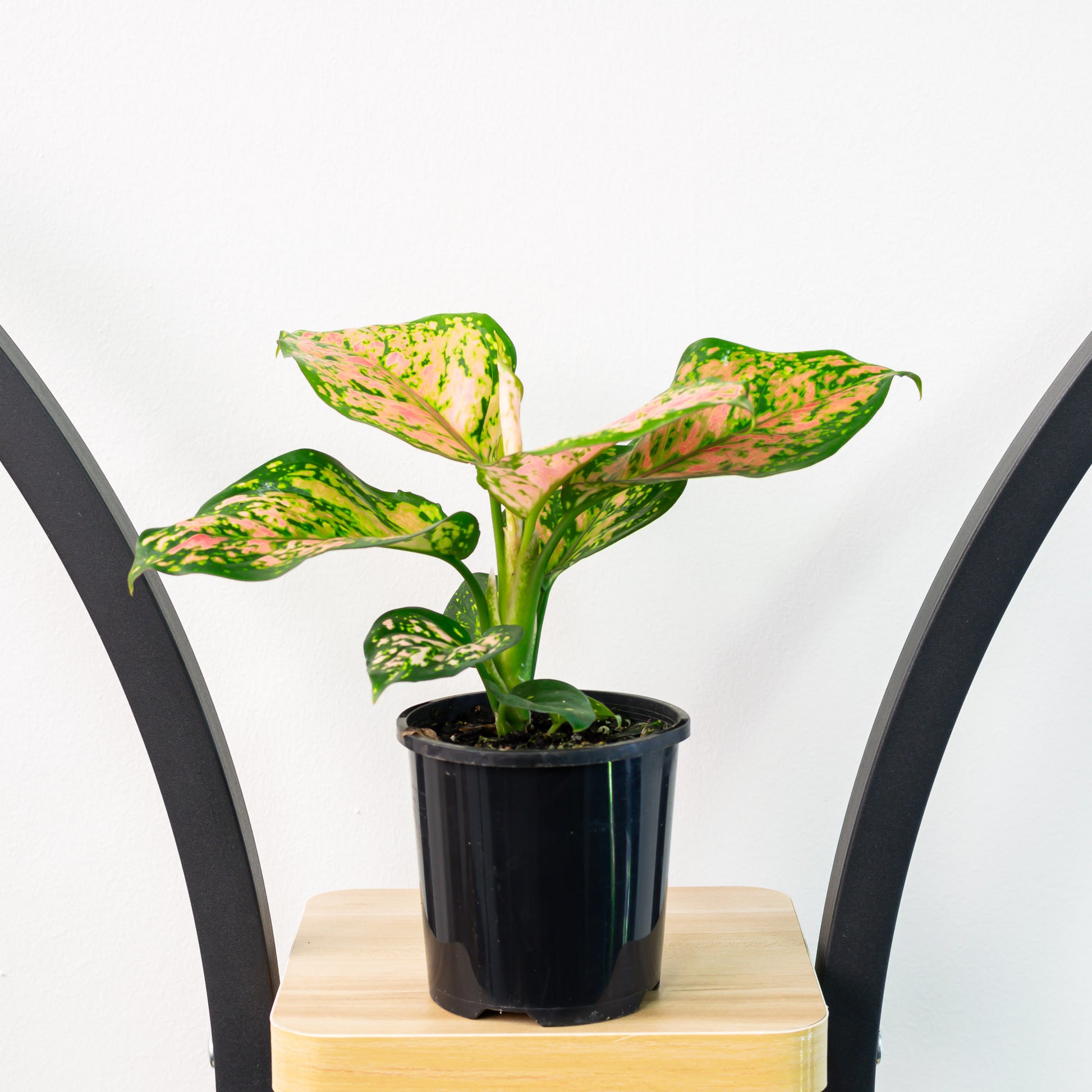 Aglaonema Wishes | The Plant Boys