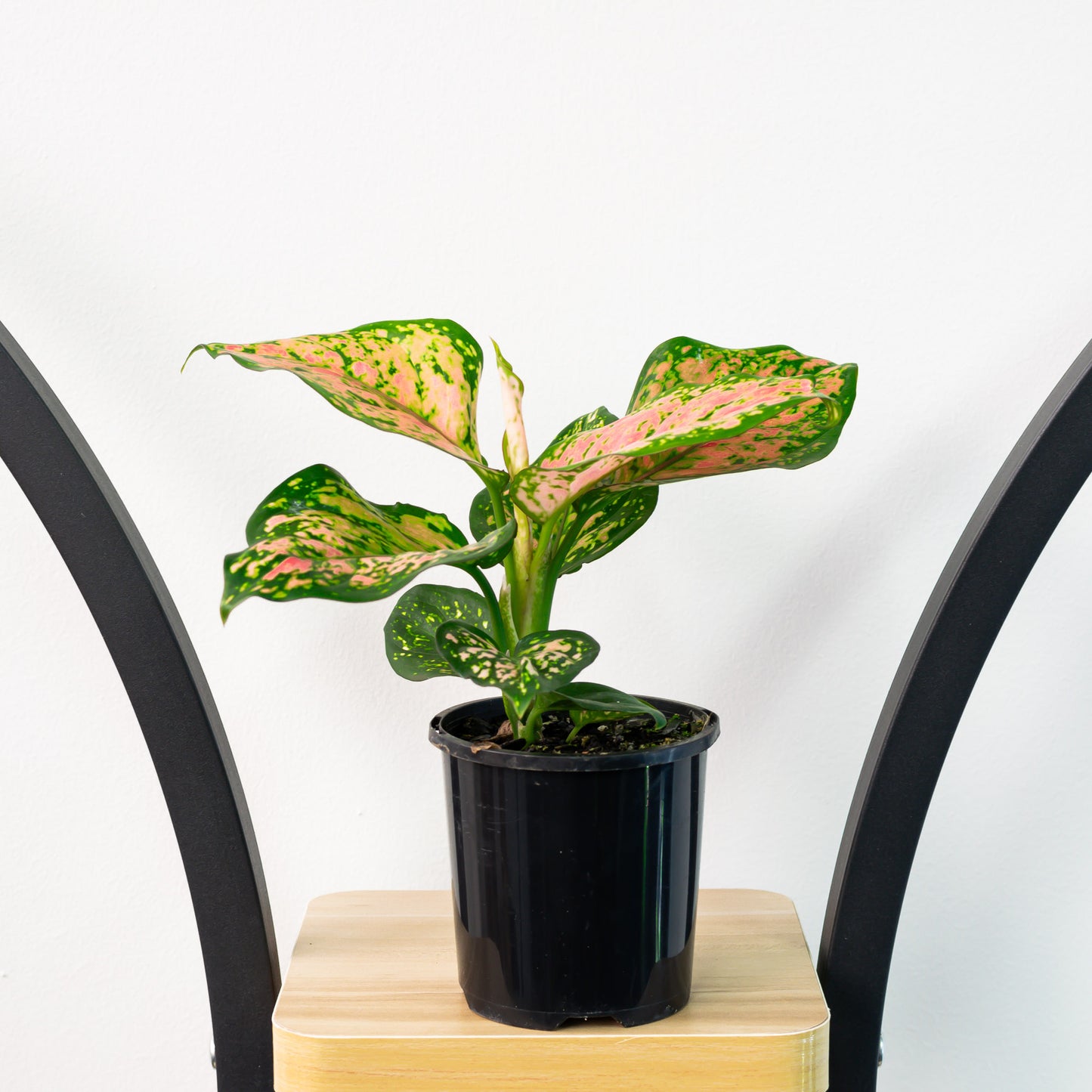 Aglaonema Wishes | The Plant Boys