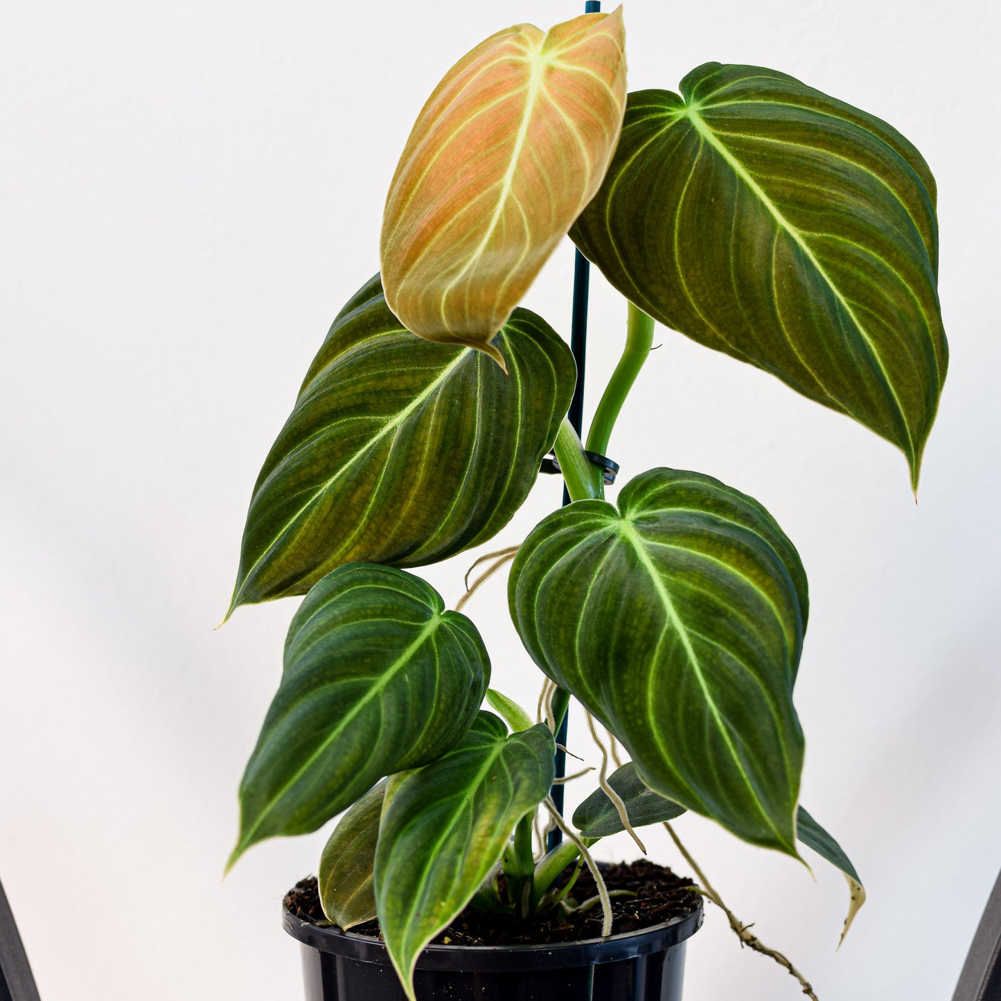 Philodendron Melanochrysum