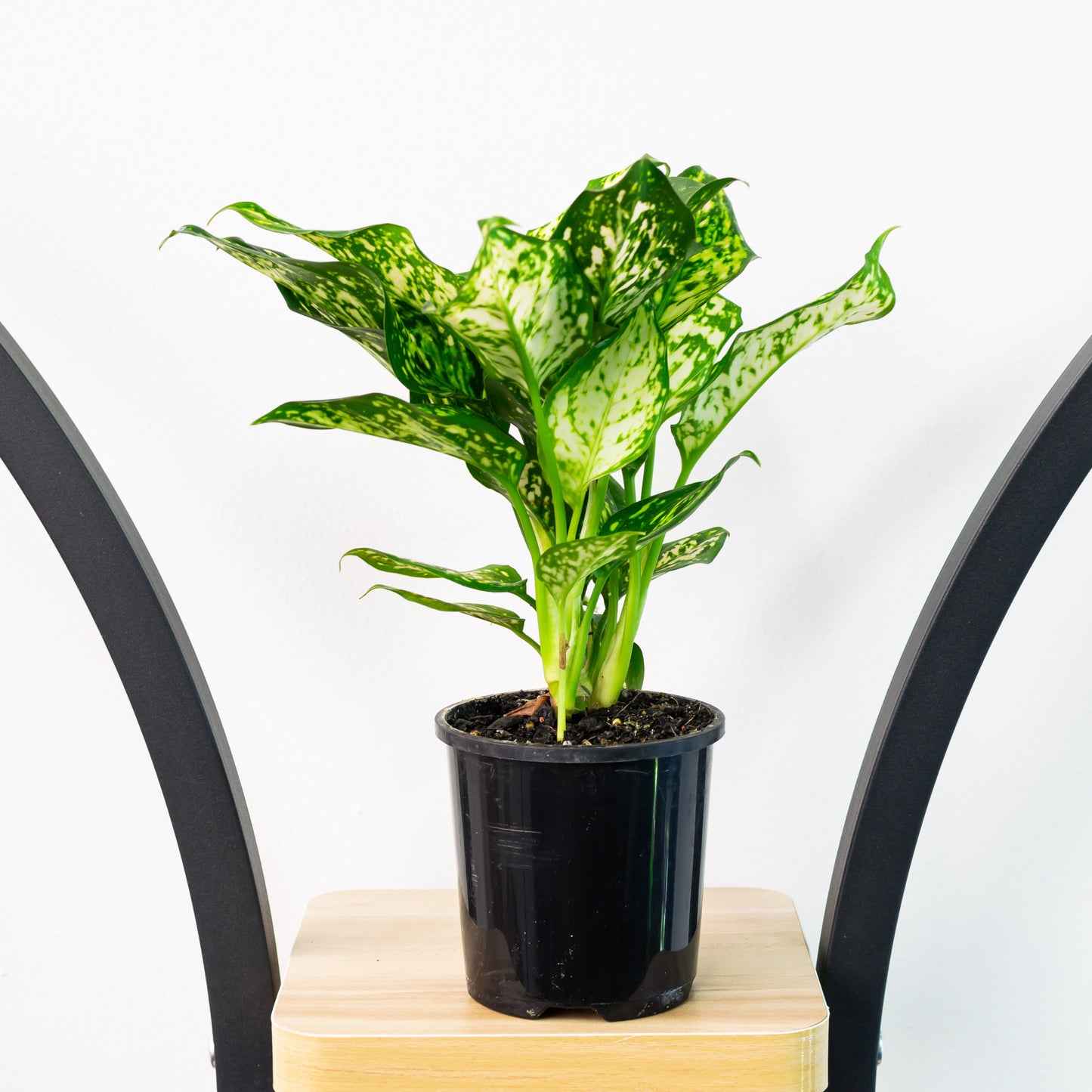 Aglaonema Eileen | The Plant Boys