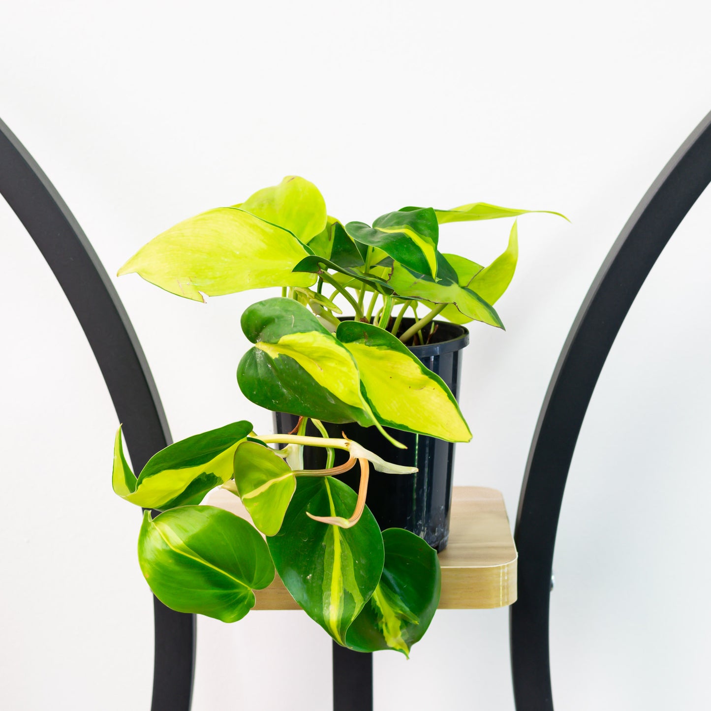 Philodendron Brasil | The Plant Boys