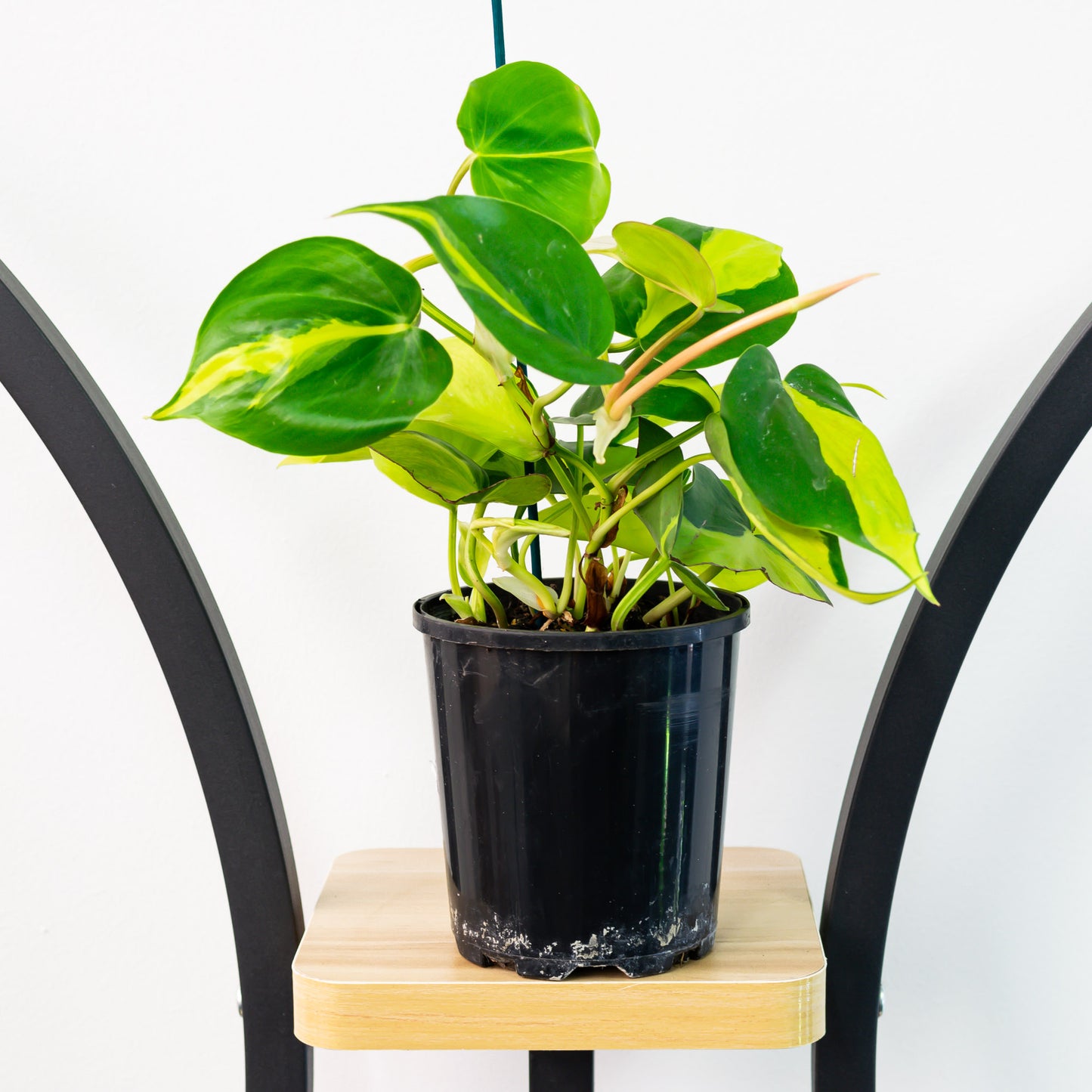 Philodendron Brasil | The Plant Boys