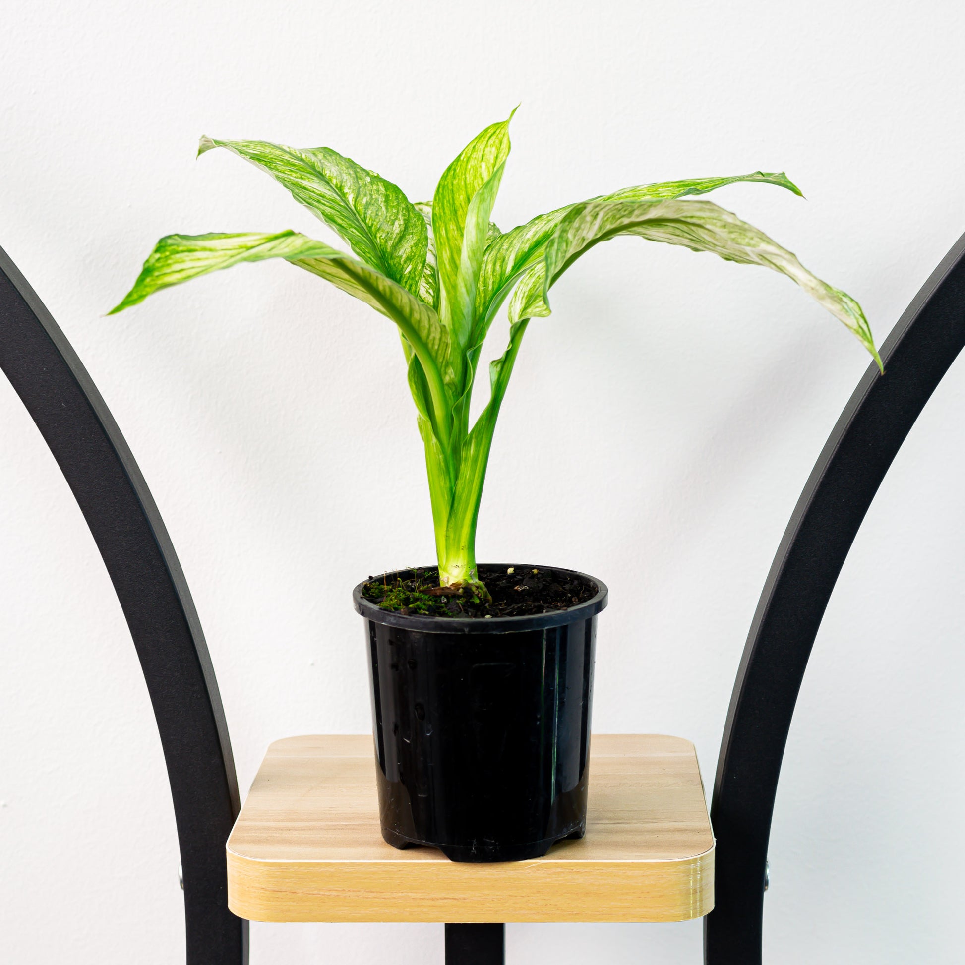 peace lily variegata Spathiphyllum Sensation Variegata Peace Lily – The Plant Boys