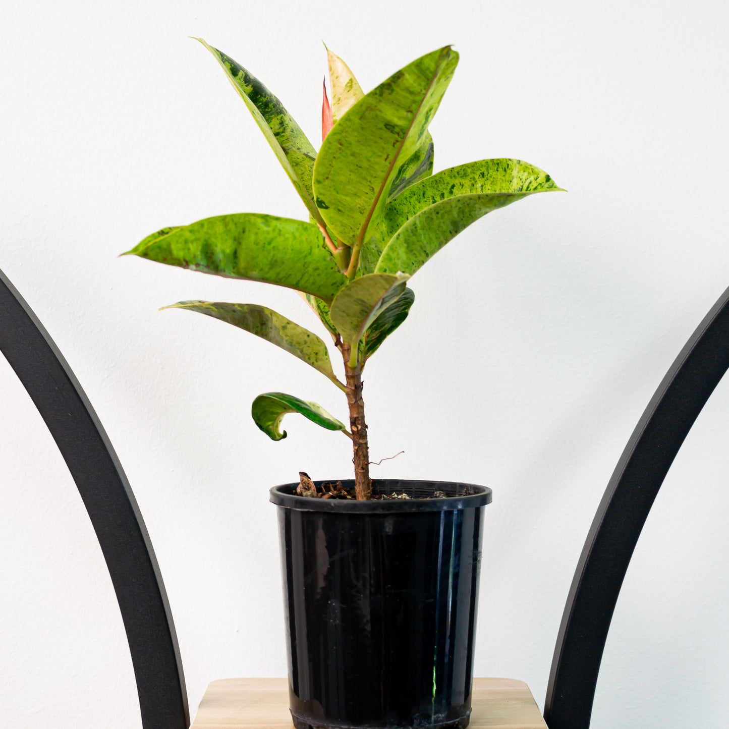 Ficus Elastica Shivereana | The Plant Boys