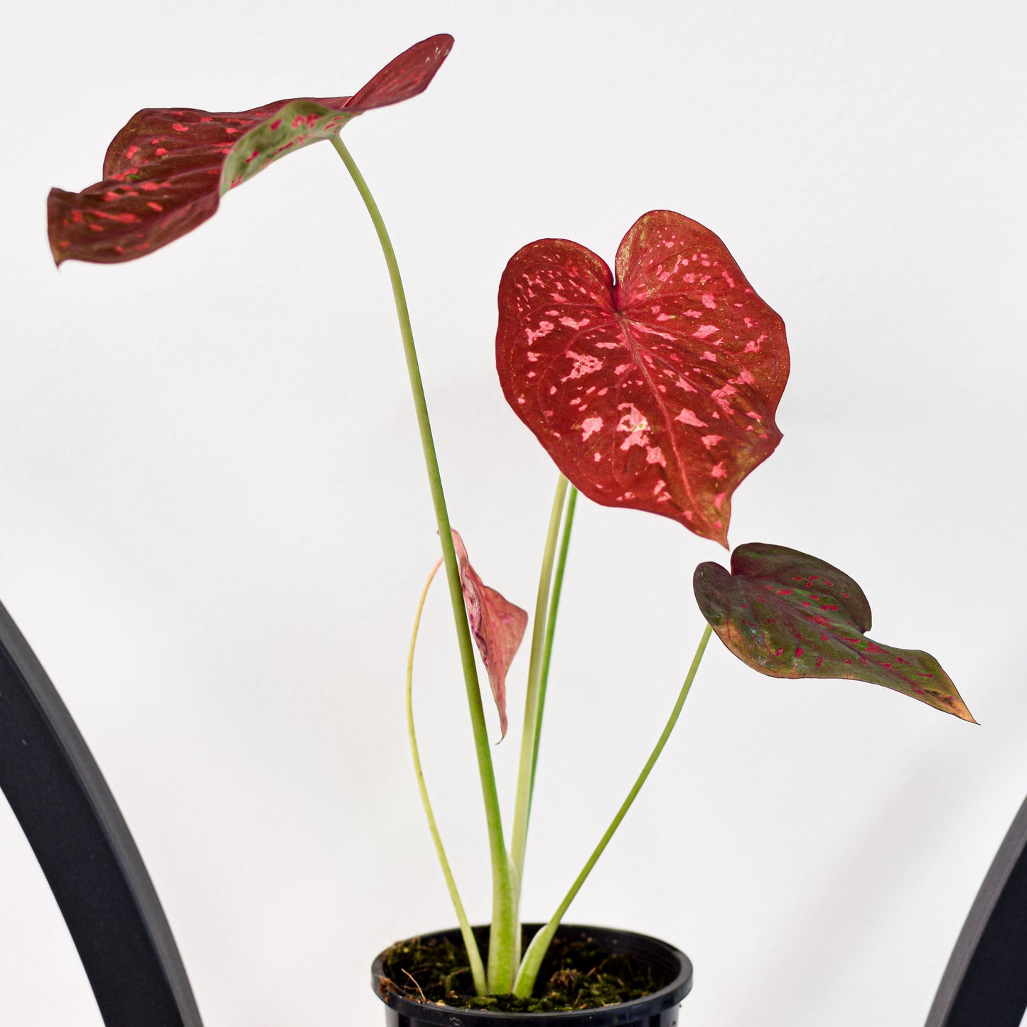 Caladium Scarlet