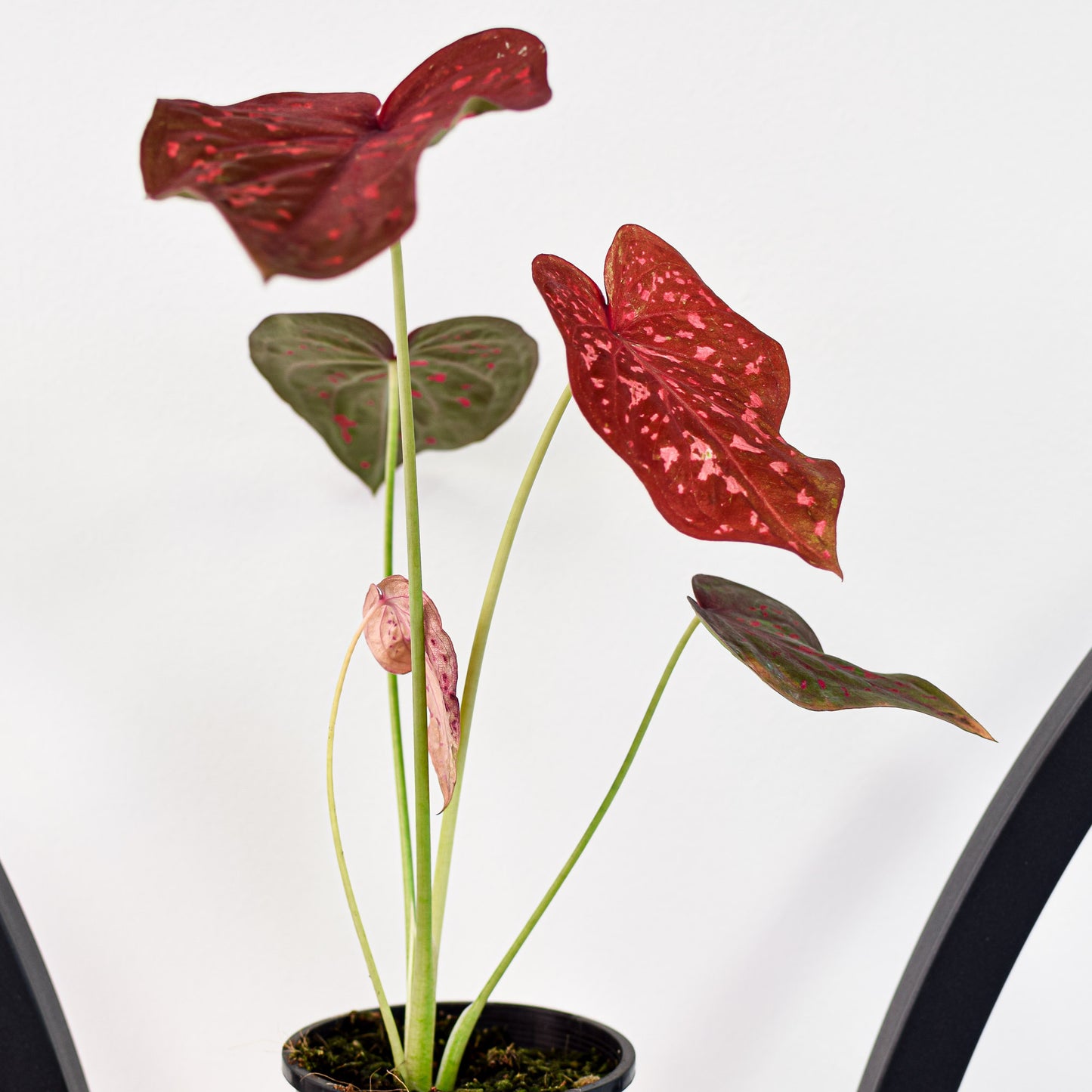 Caladium Scarlet