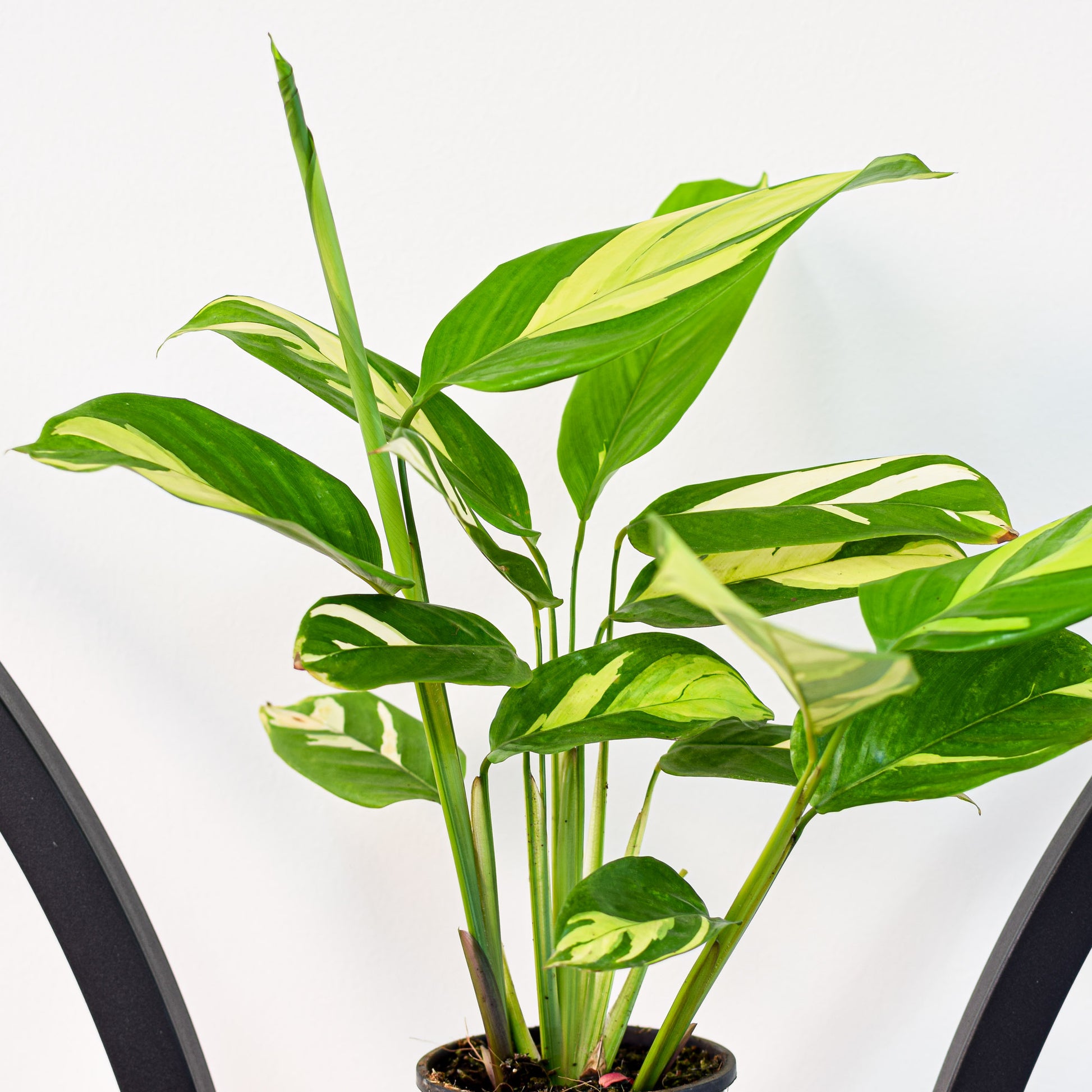 golden mosaic prayer plant Ctenanthe Golden Mosaic – The Plant Boys