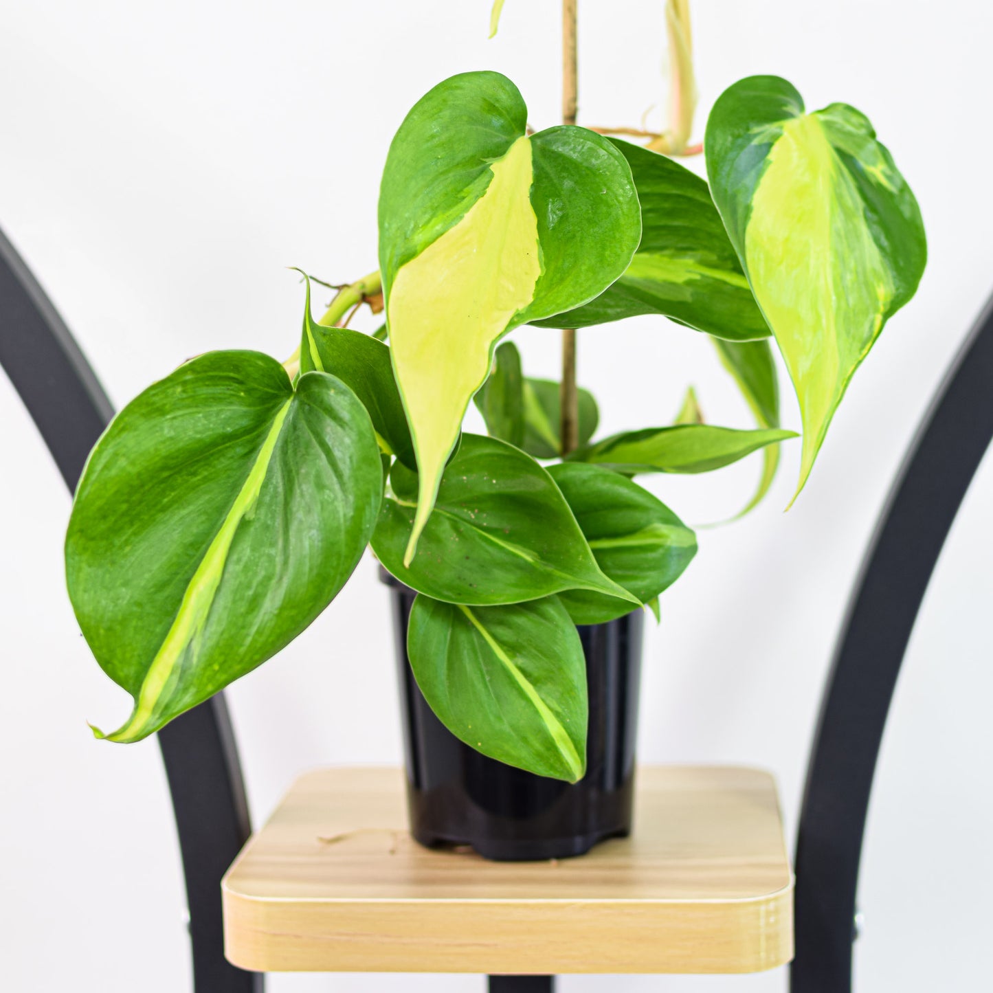 Philodendron Brasil | The Plant Boys