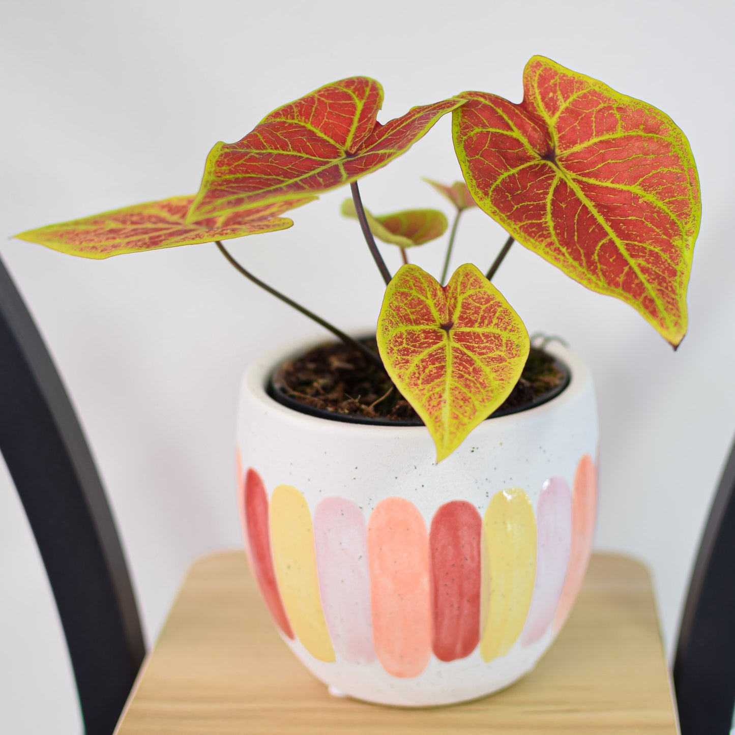 Caladium New Wave