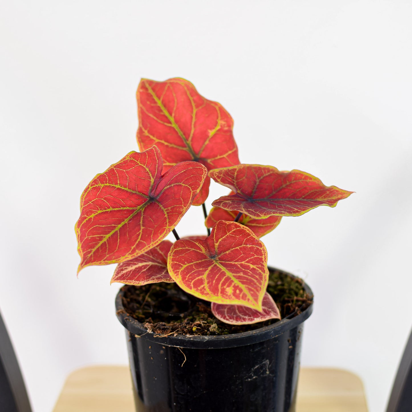 Caladium New Wave