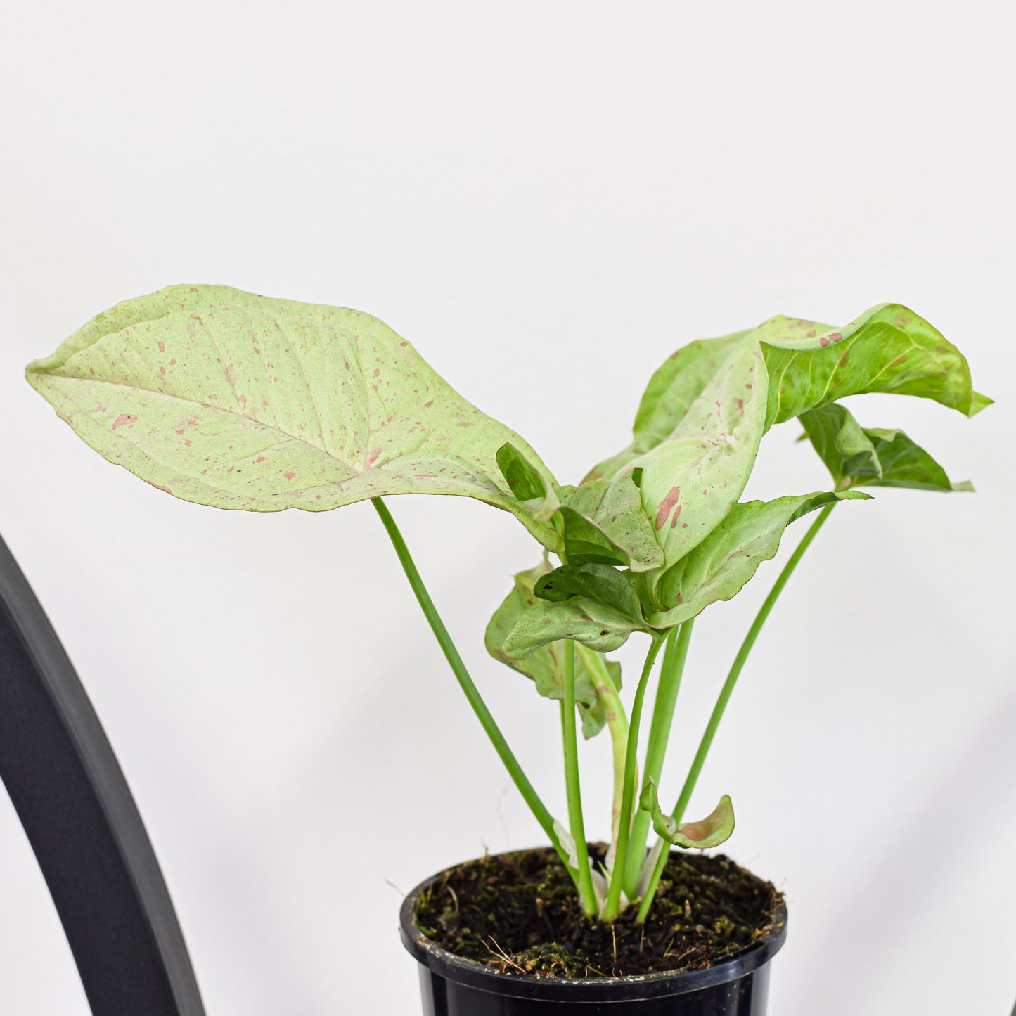 Syngonium Confetti