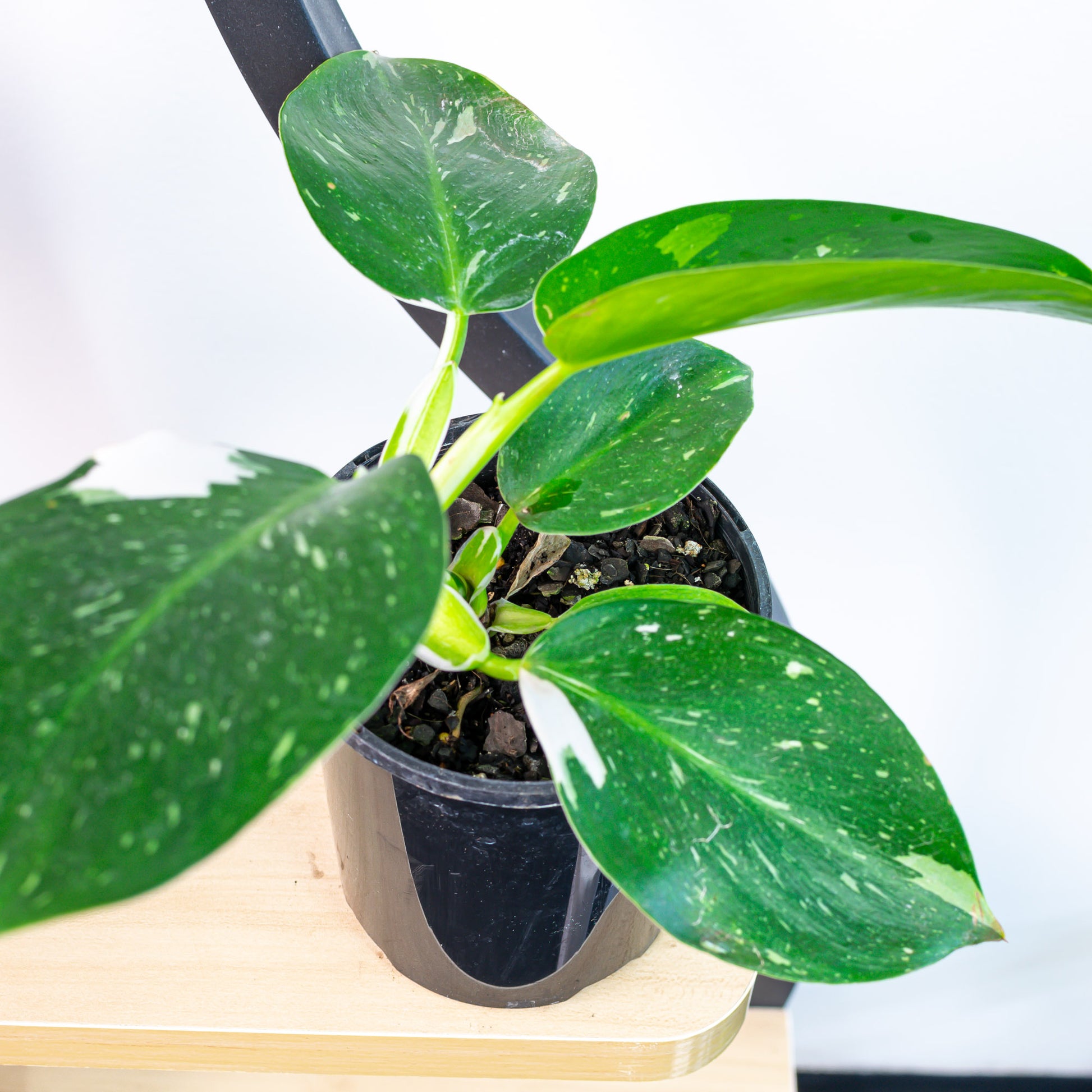 white wizard pothos Philodendron White Wizard – The Plant Boys