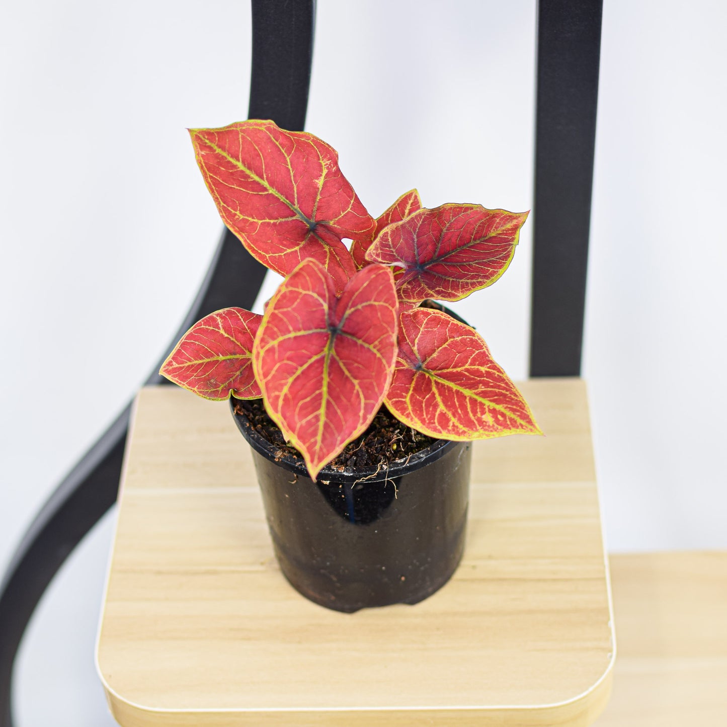 Caladium New Wave