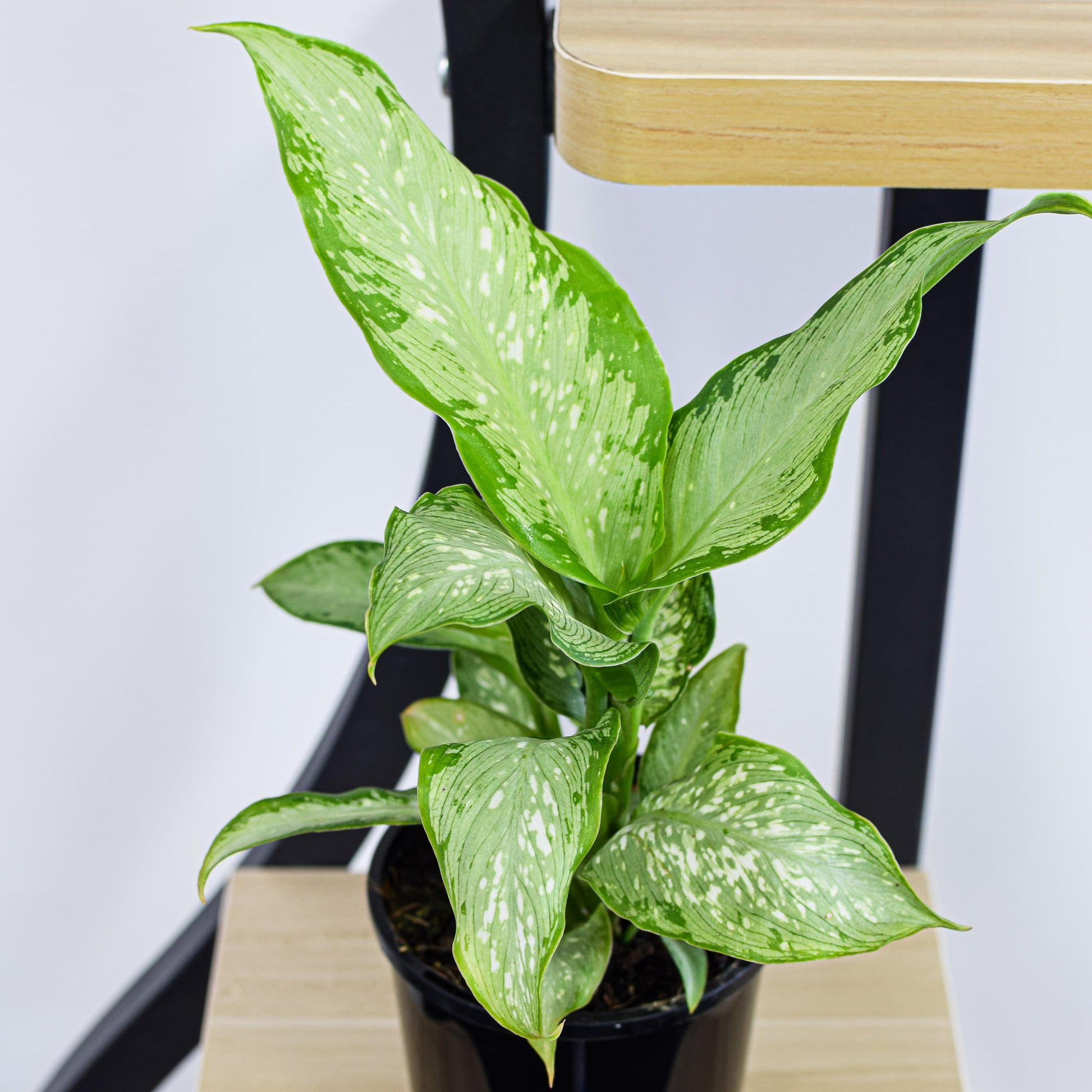 dieffenbachia maculata tropical tiki Dieffenbachia Tropical Tiki – The Plant Boys