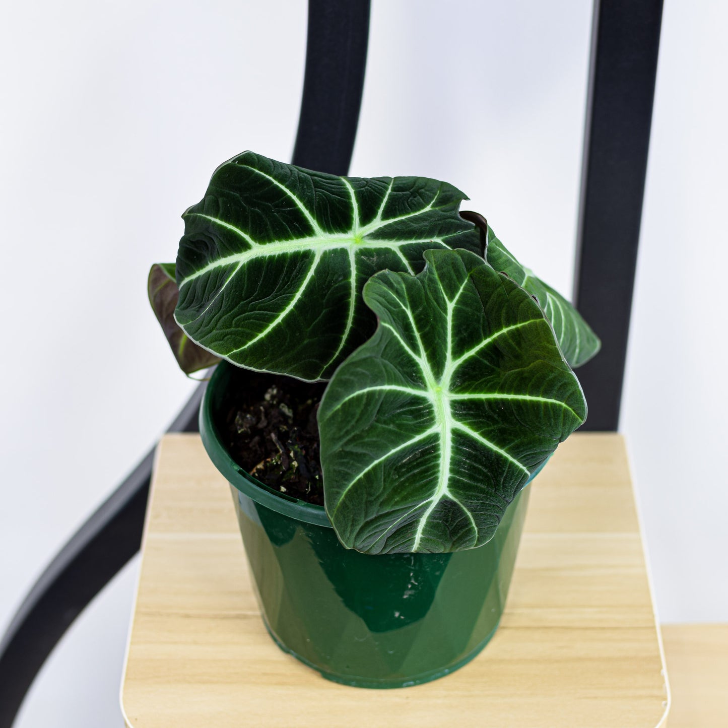 Alocasia Black Velvet