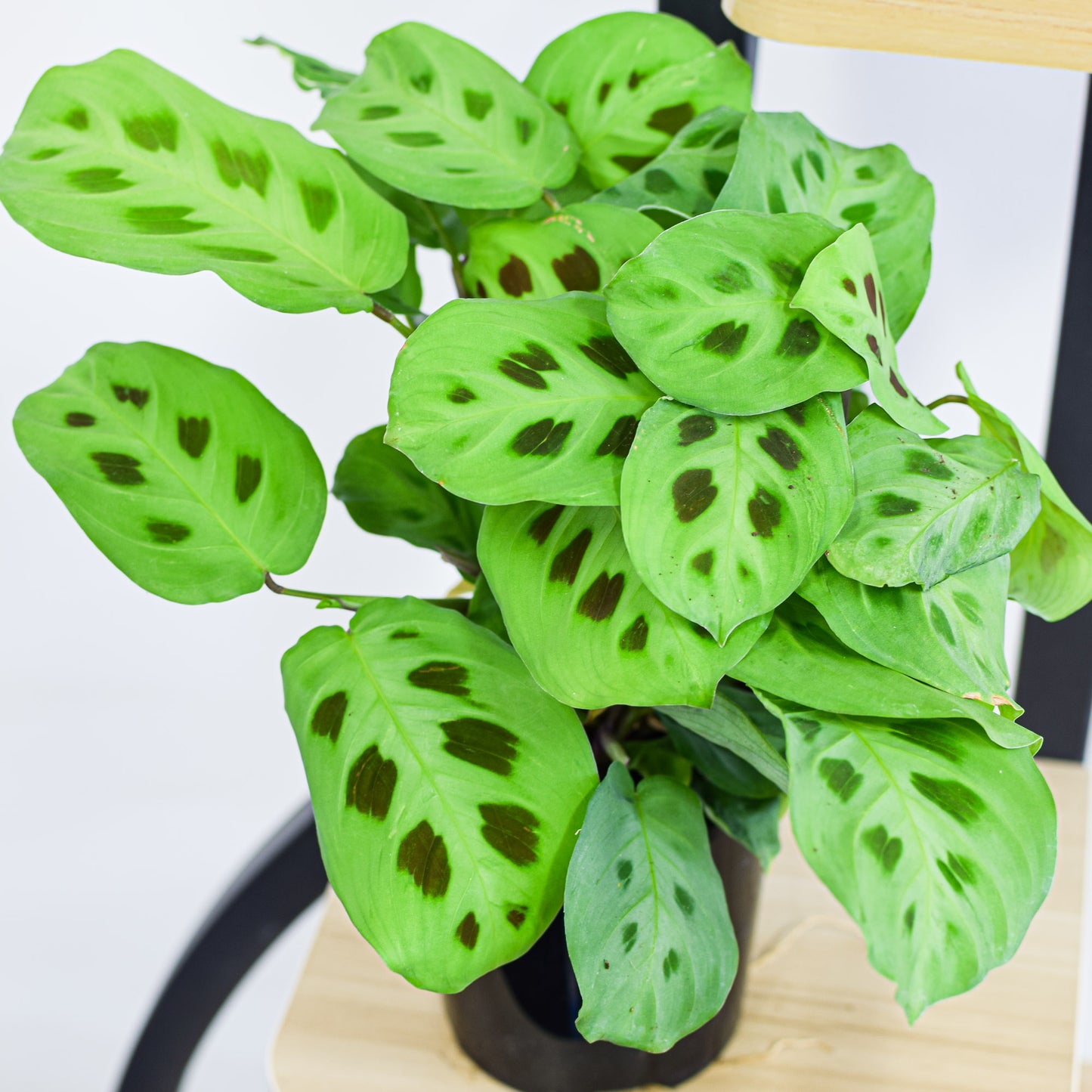 Maranta Green