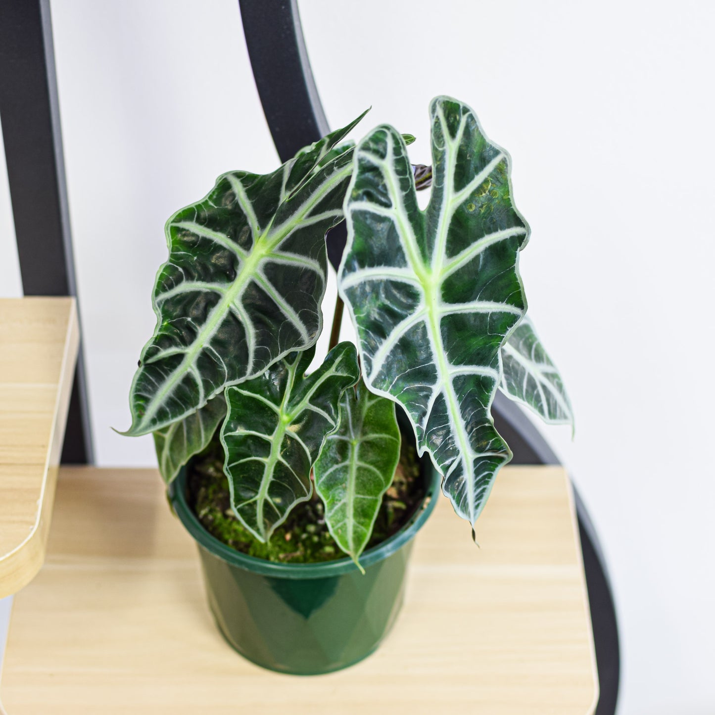 Alocasia Amazonica Dwarf Form