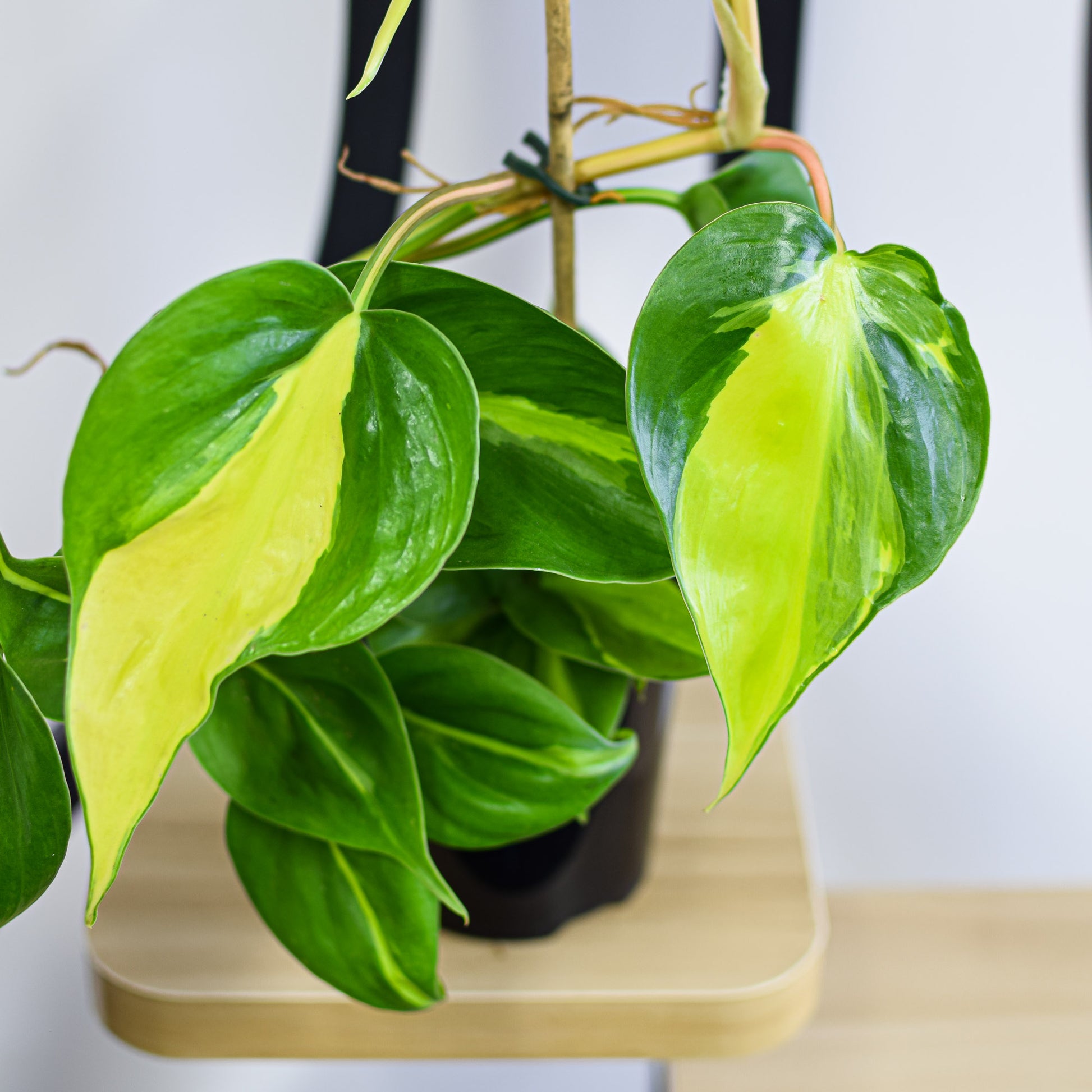 Philodendron Brasil | The Plant Boys