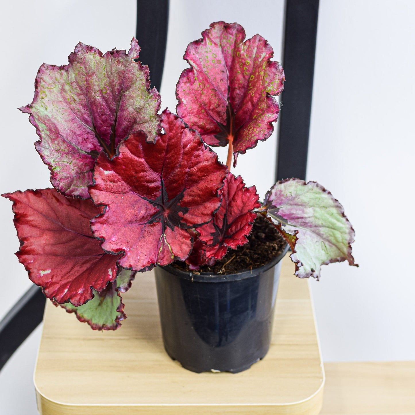 Begonia Kotobuki