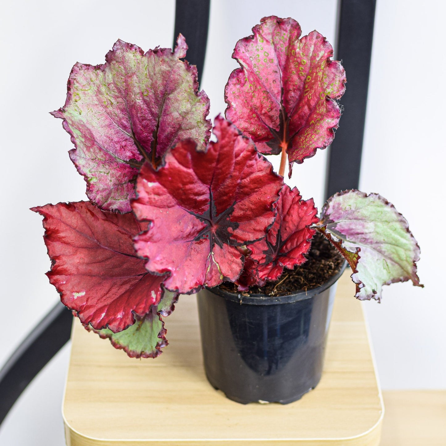 Begonia Kotobuki