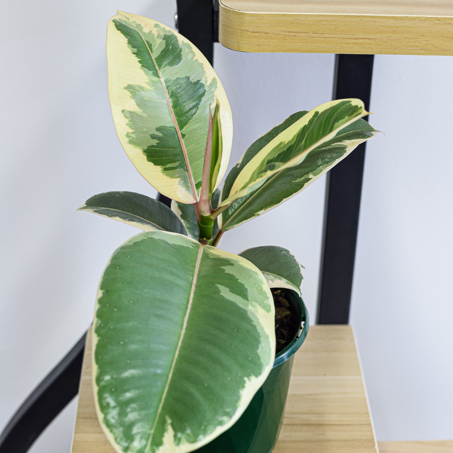 Ficus Elastica Tineke