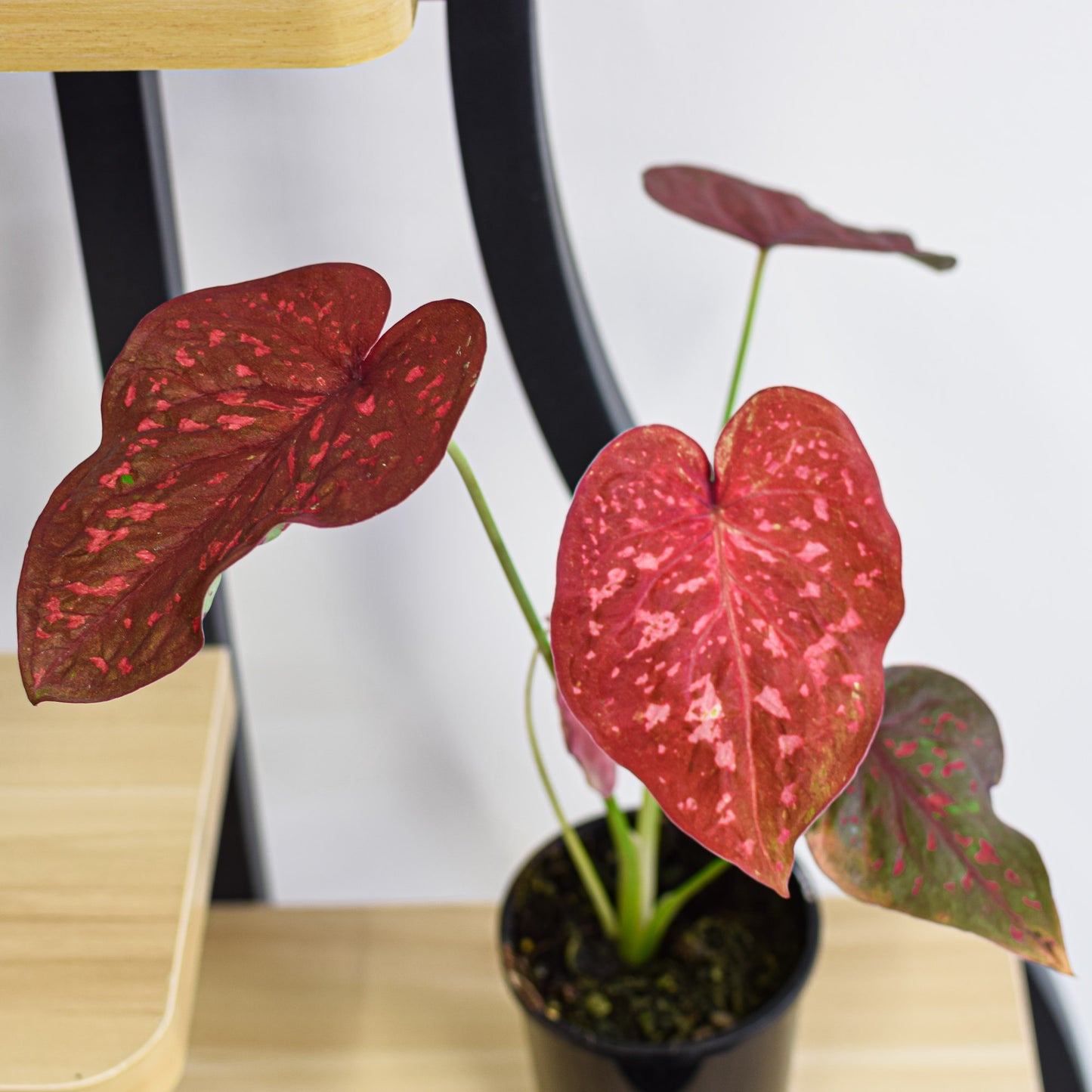 Caladium Scarlet