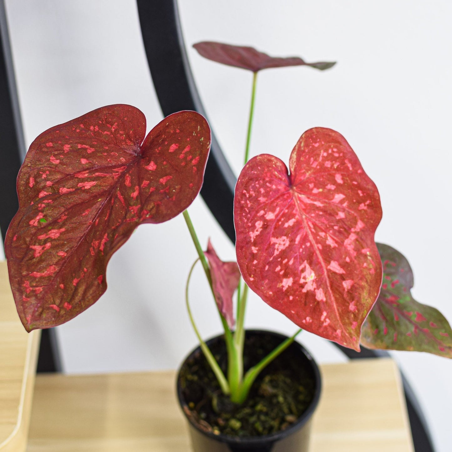 Caladium Scarlet