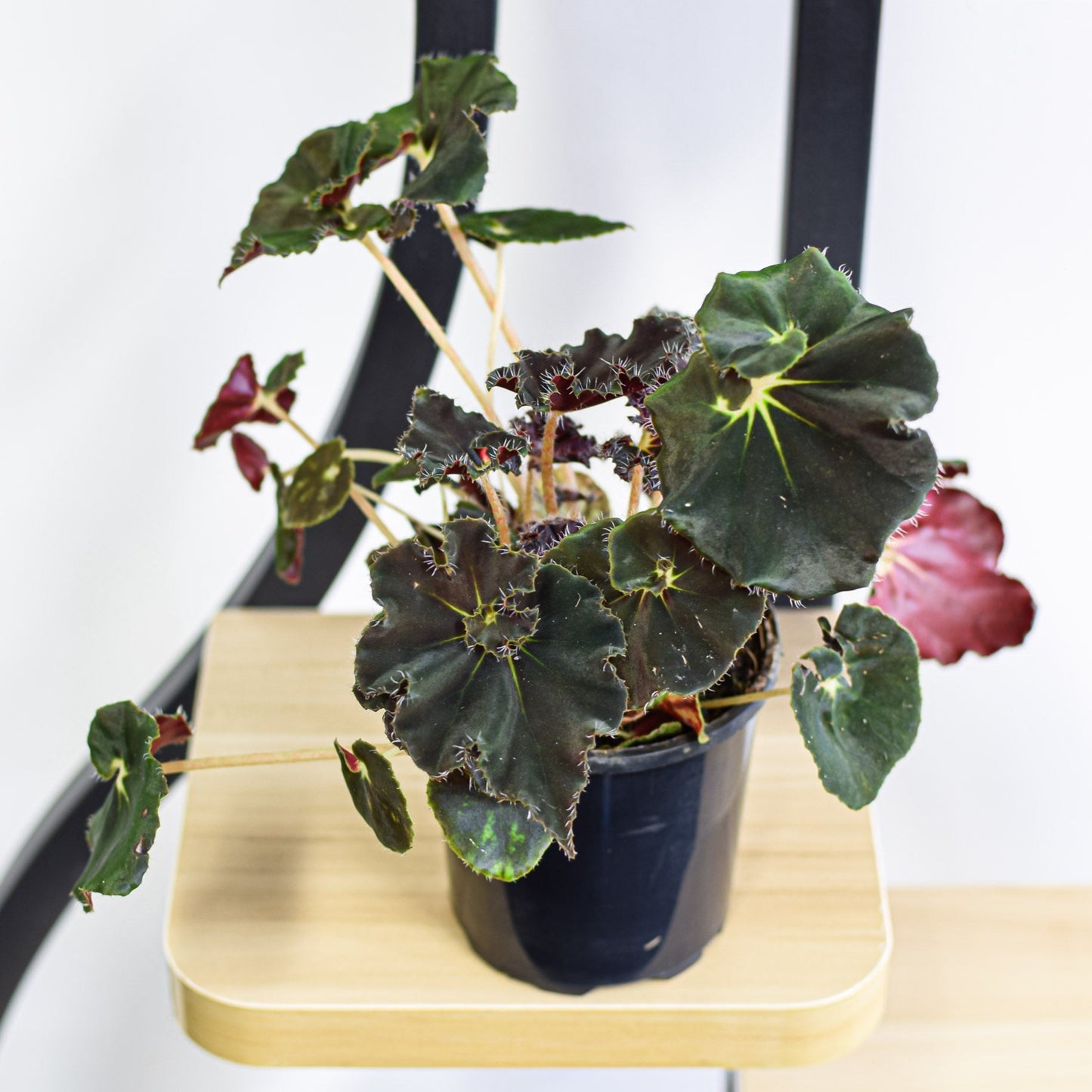 Begonia Black Mamba