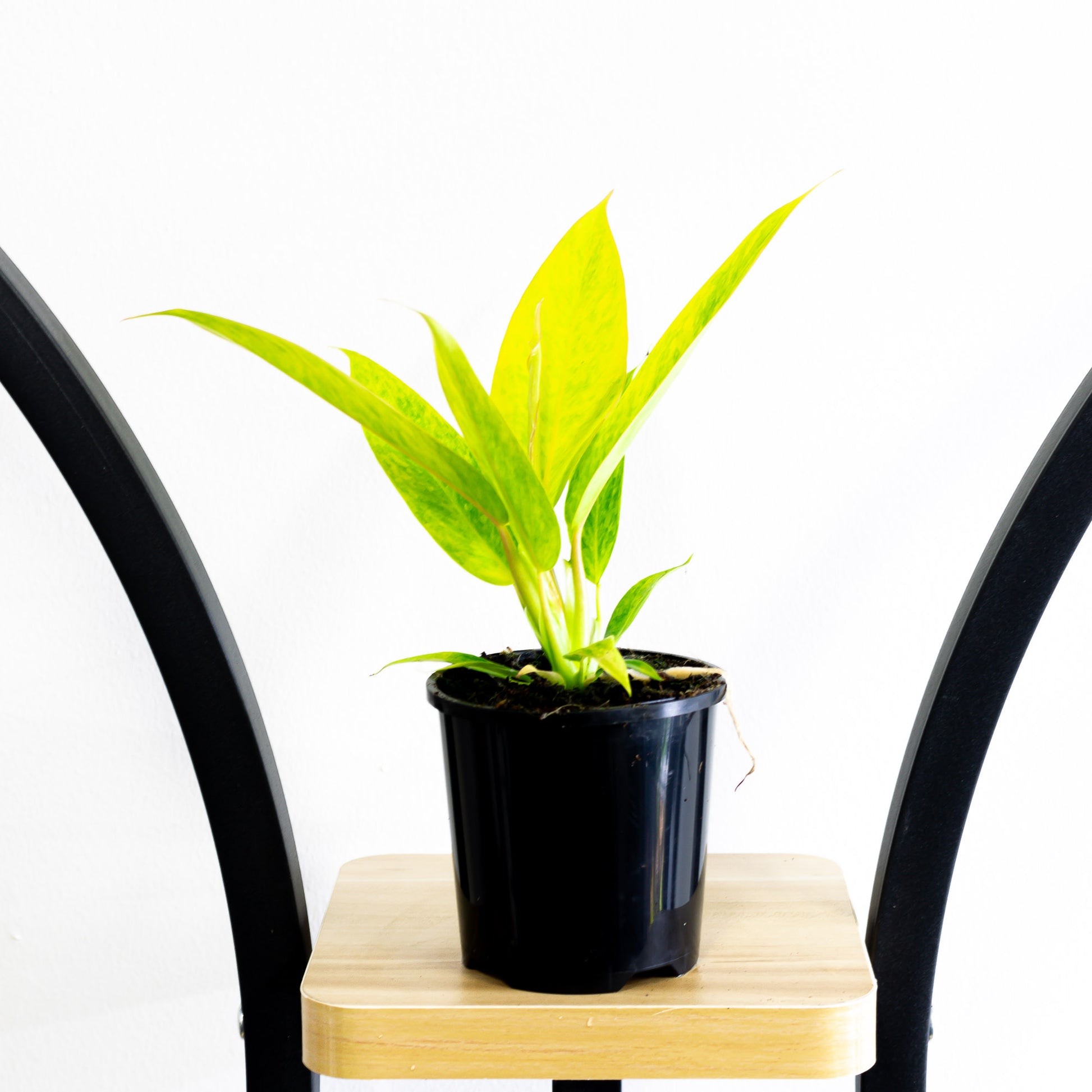 philodendron calkins gold for sale Philodendron Calkin's Gold – The Plant Boys