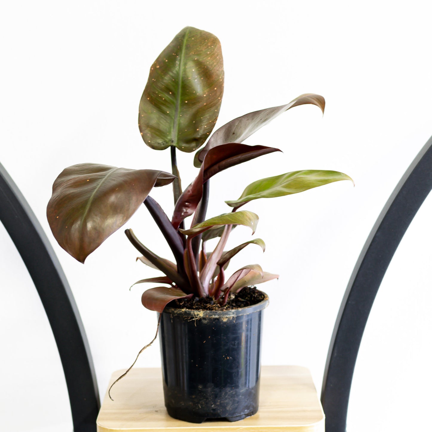 Philodendron Black Cardinal