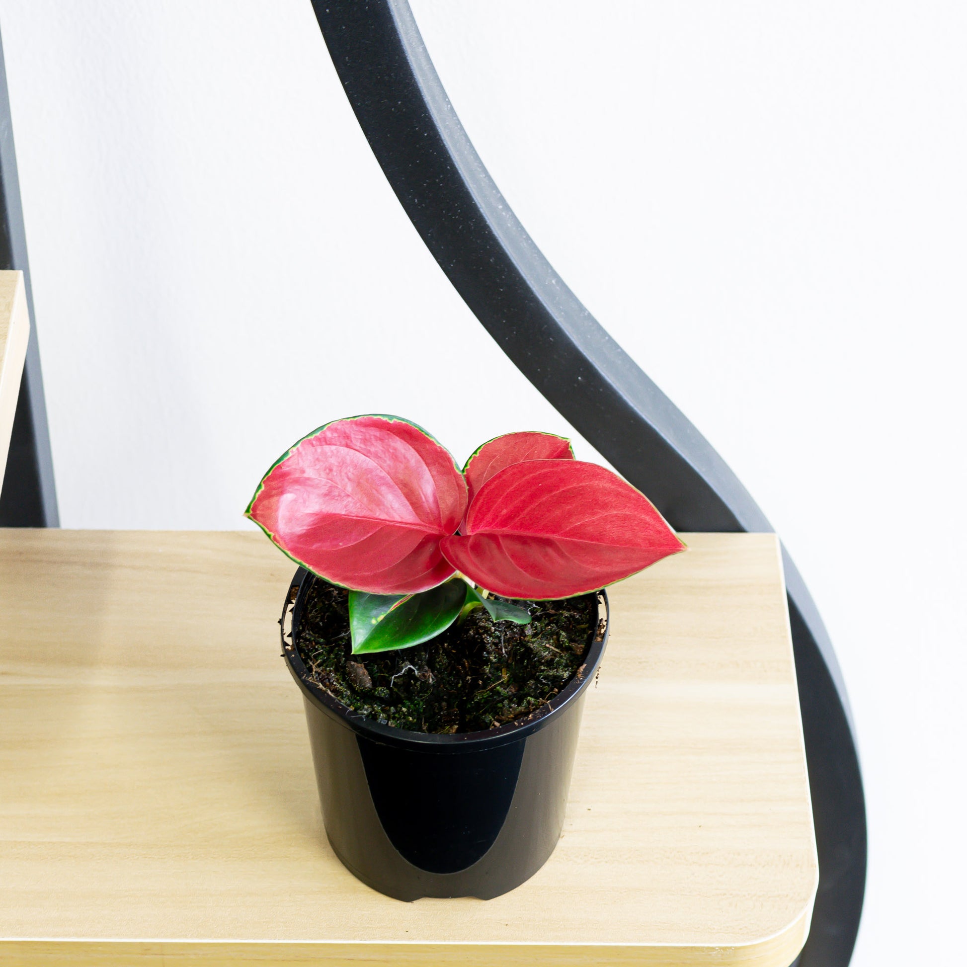 aglaonema thai star Aglaonema Thailand Red – The Plant Boys