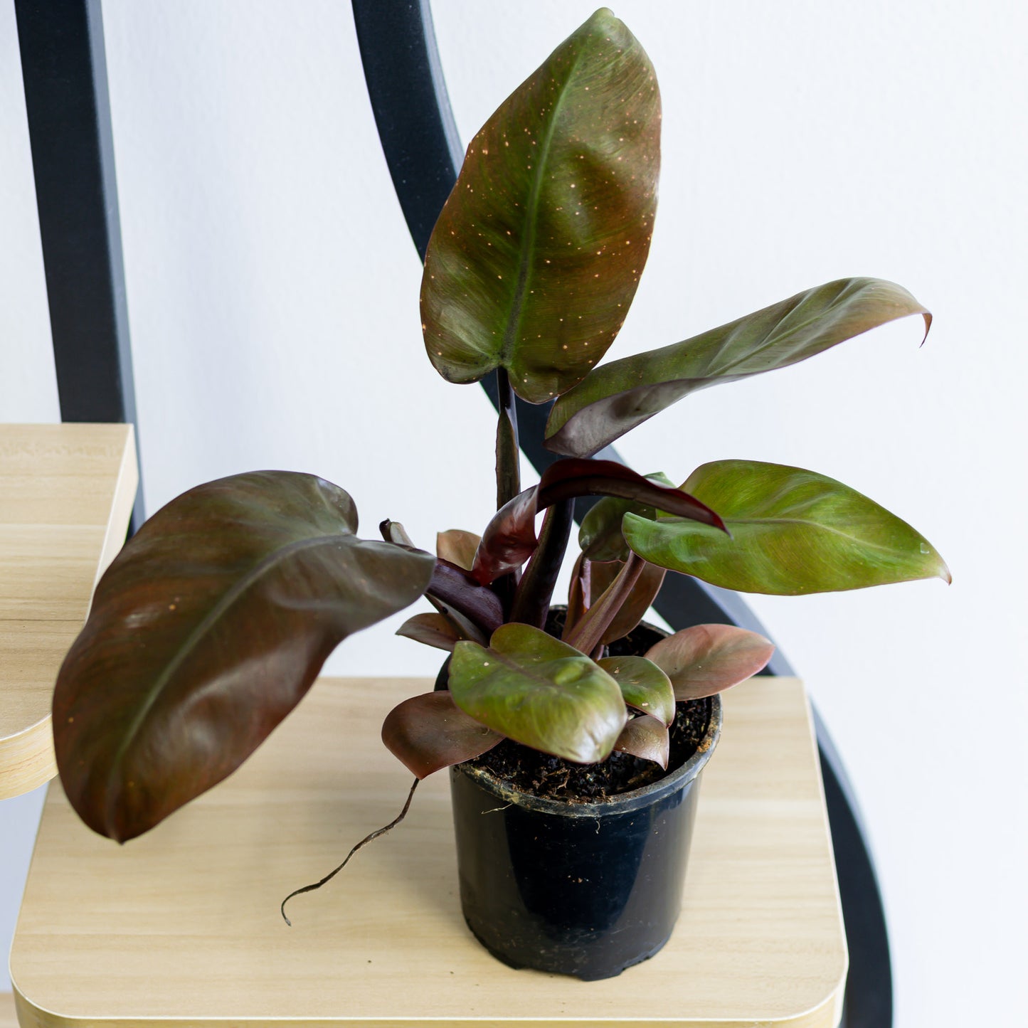 Philodendron Black Cardinal