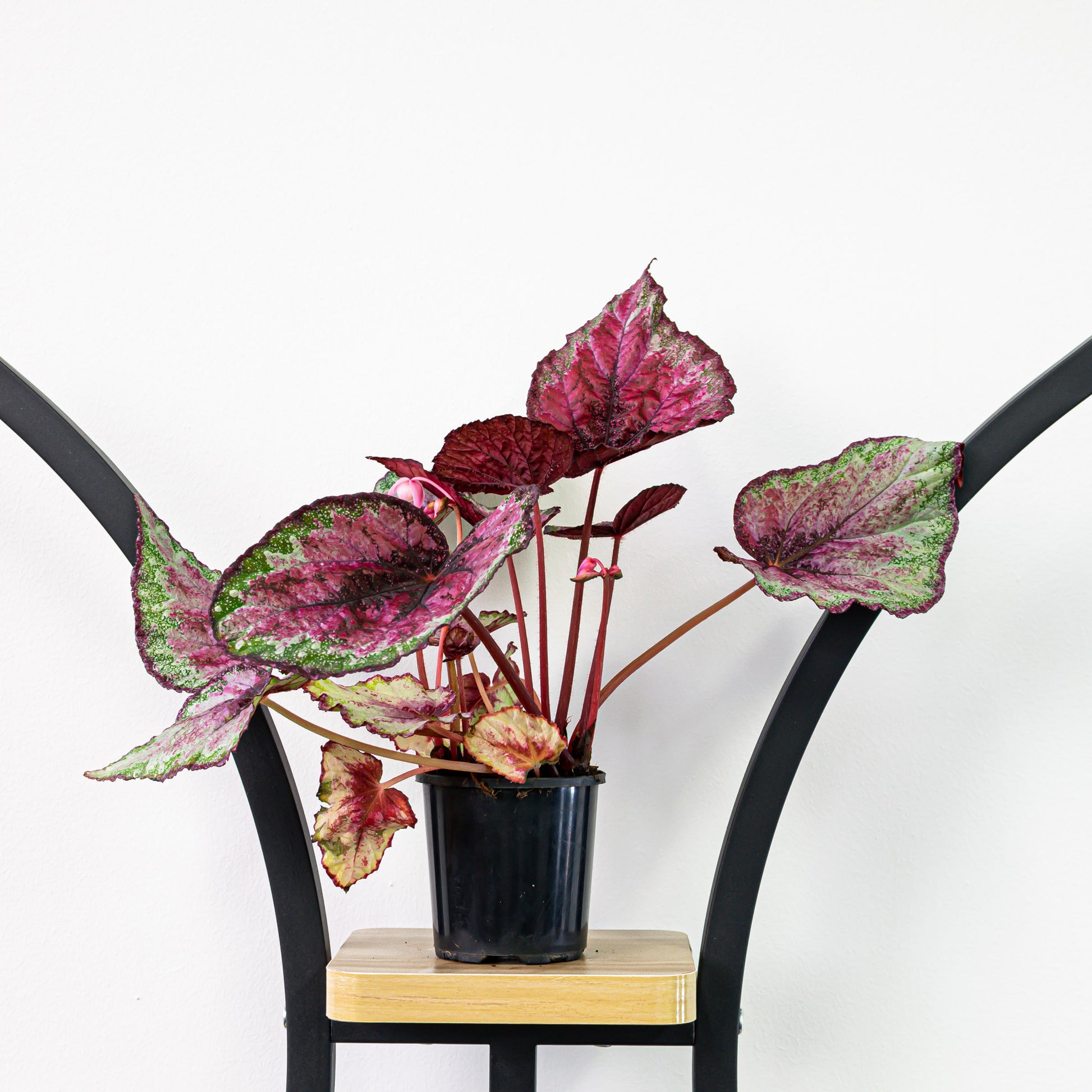 Begonia Plum Paisley | The Plant Boys