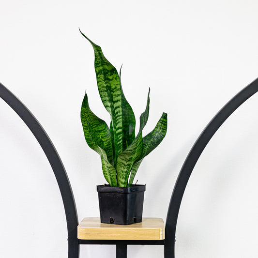 Sansevieria Zeylanica