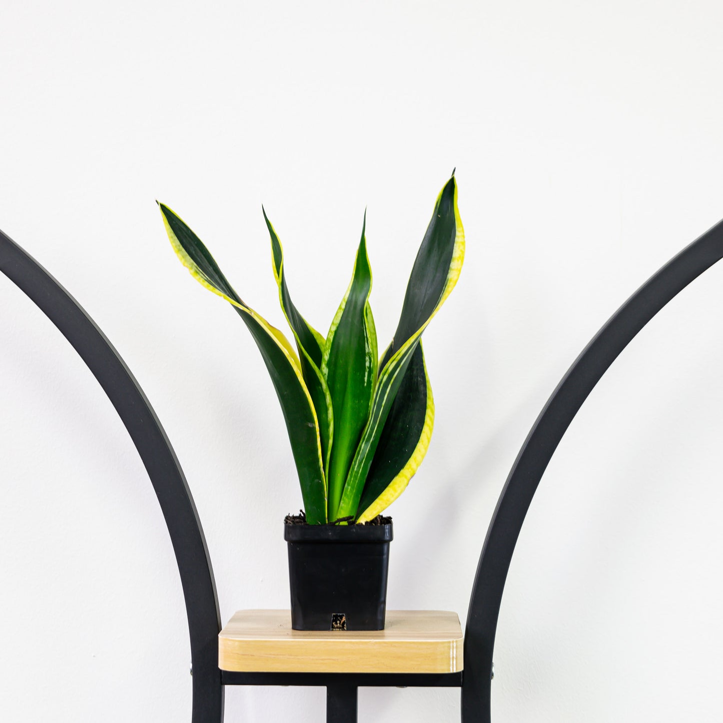 Sansevieria Black Gold