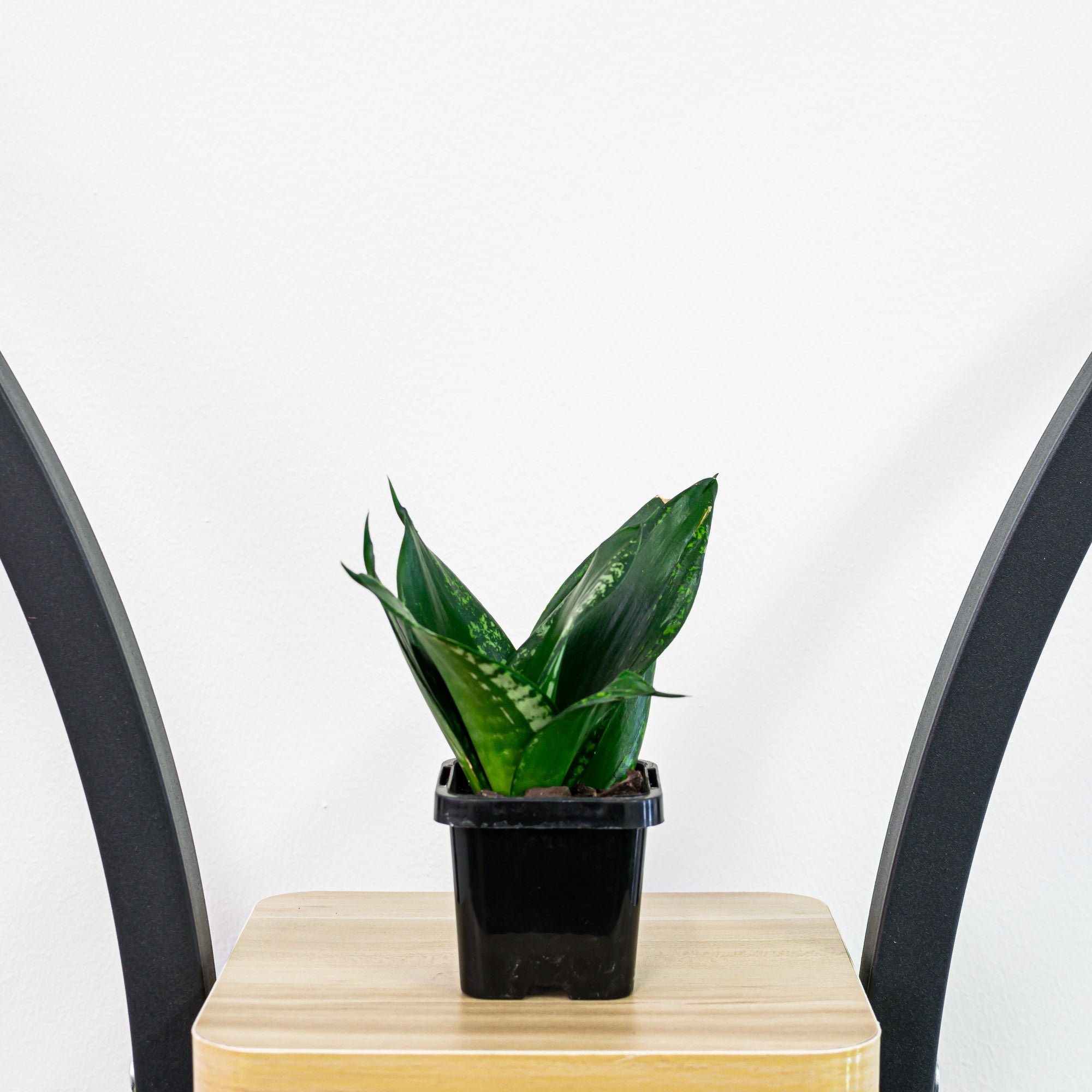 Sansevieria Whitney Hahnii – The Plant Boys