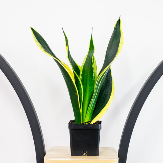 Sansevieria Black Gold