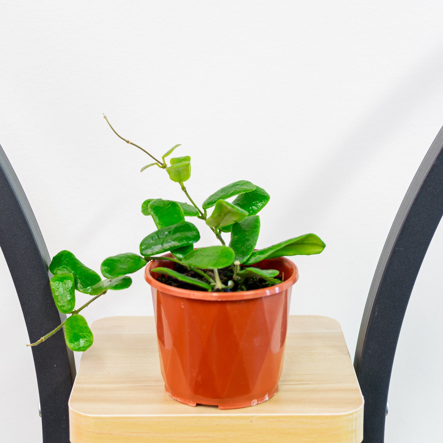 Hoya Rotundiflora | The Plant Boys