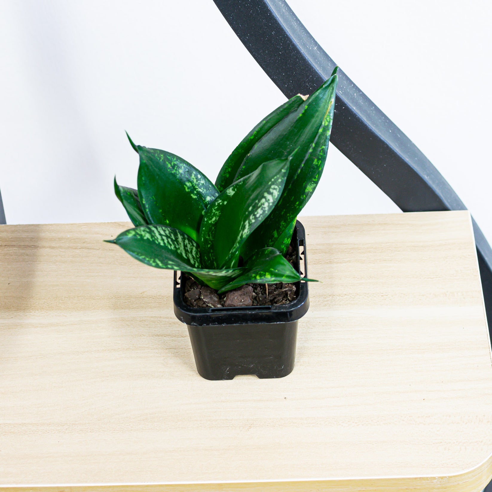 Sansevieria Whitney Hahnii – The Plant Boys