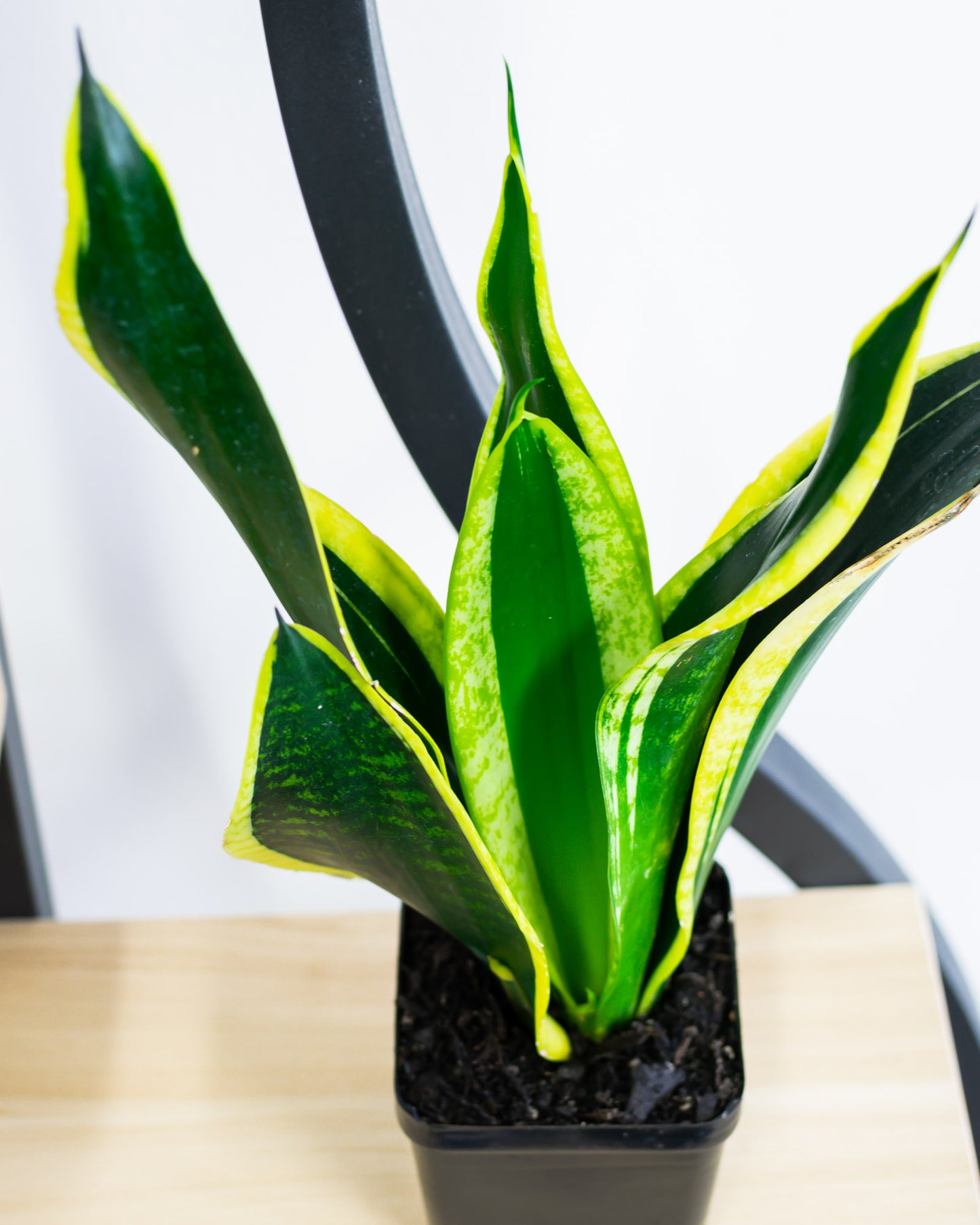 Sansevieria Black Gold