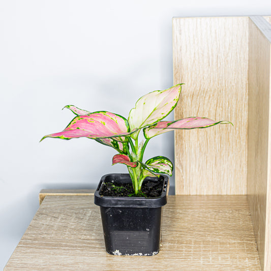 Aglaonema Lucky Red