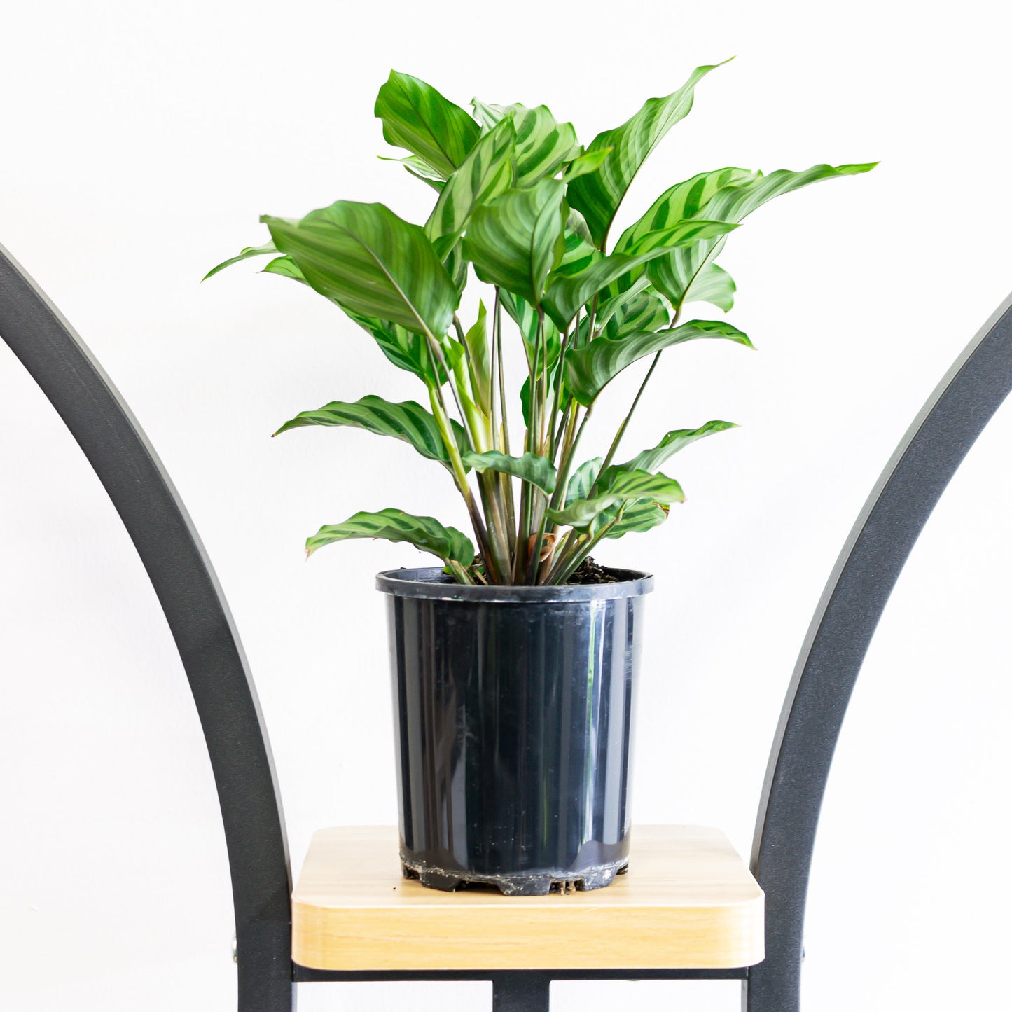 Calathea Freddy | The Plant Boys