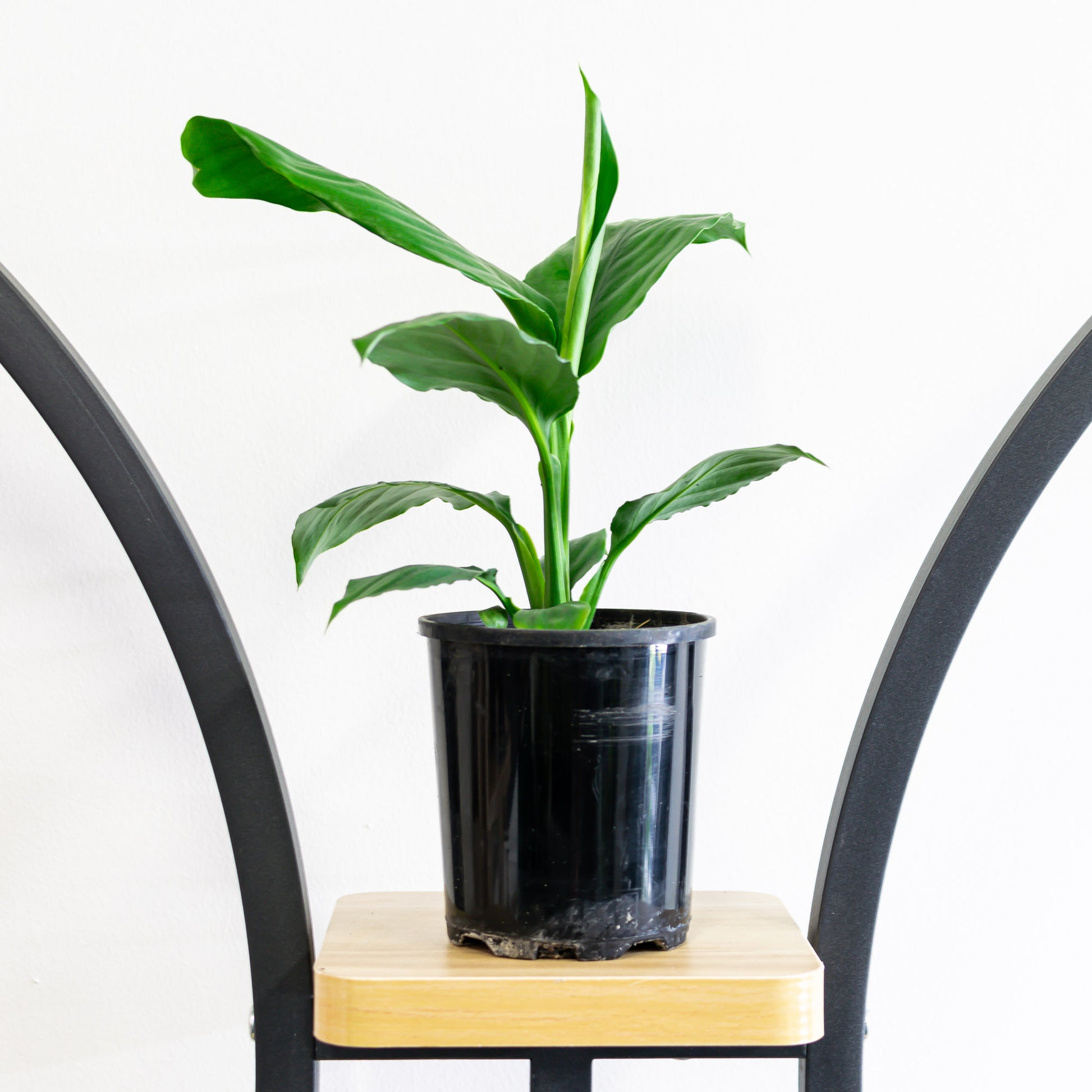 blue moon peace lily flower Spathiphyllum Blue Moon Peace Lily – The Plant Boys