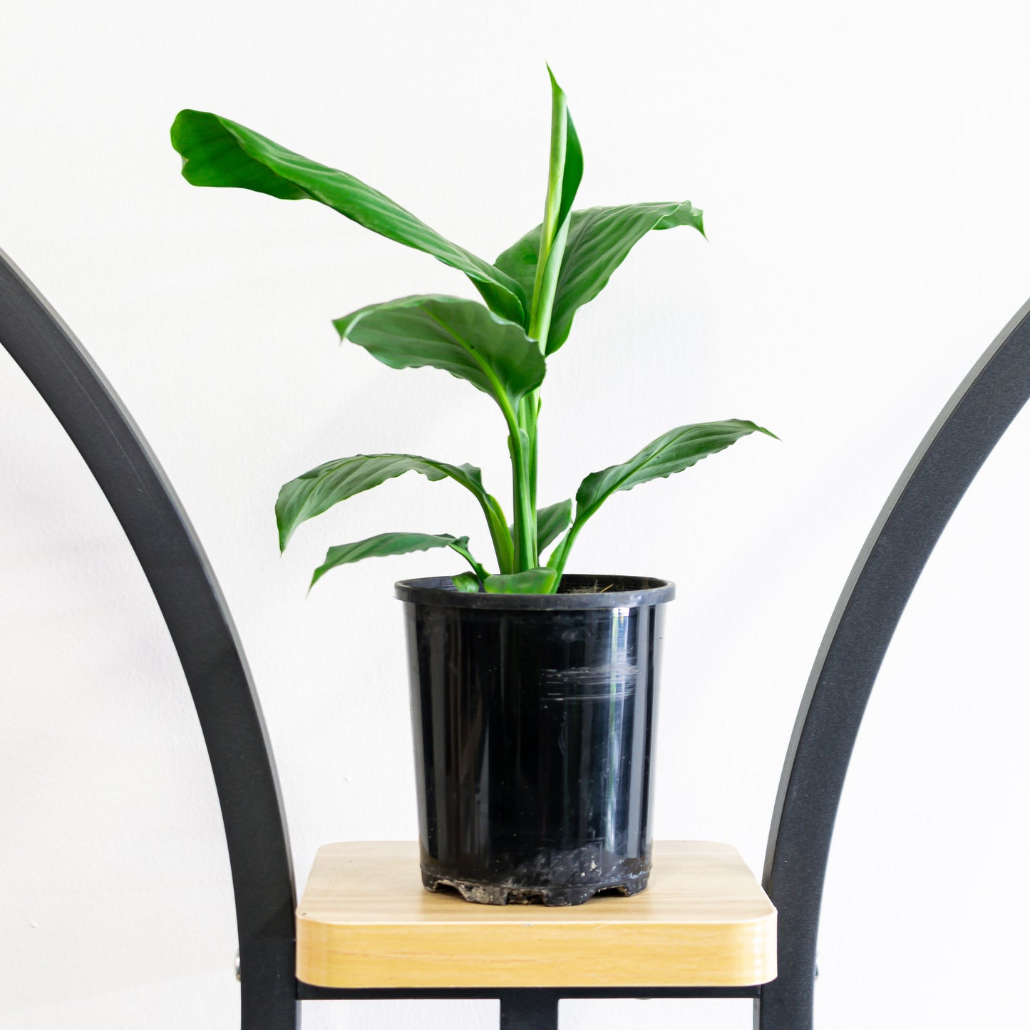 Spathiphyllum Blue Moon Peace Lily | The Plant Boys