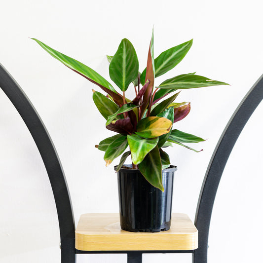Stromanthe Sanguinea | The Plant Boys