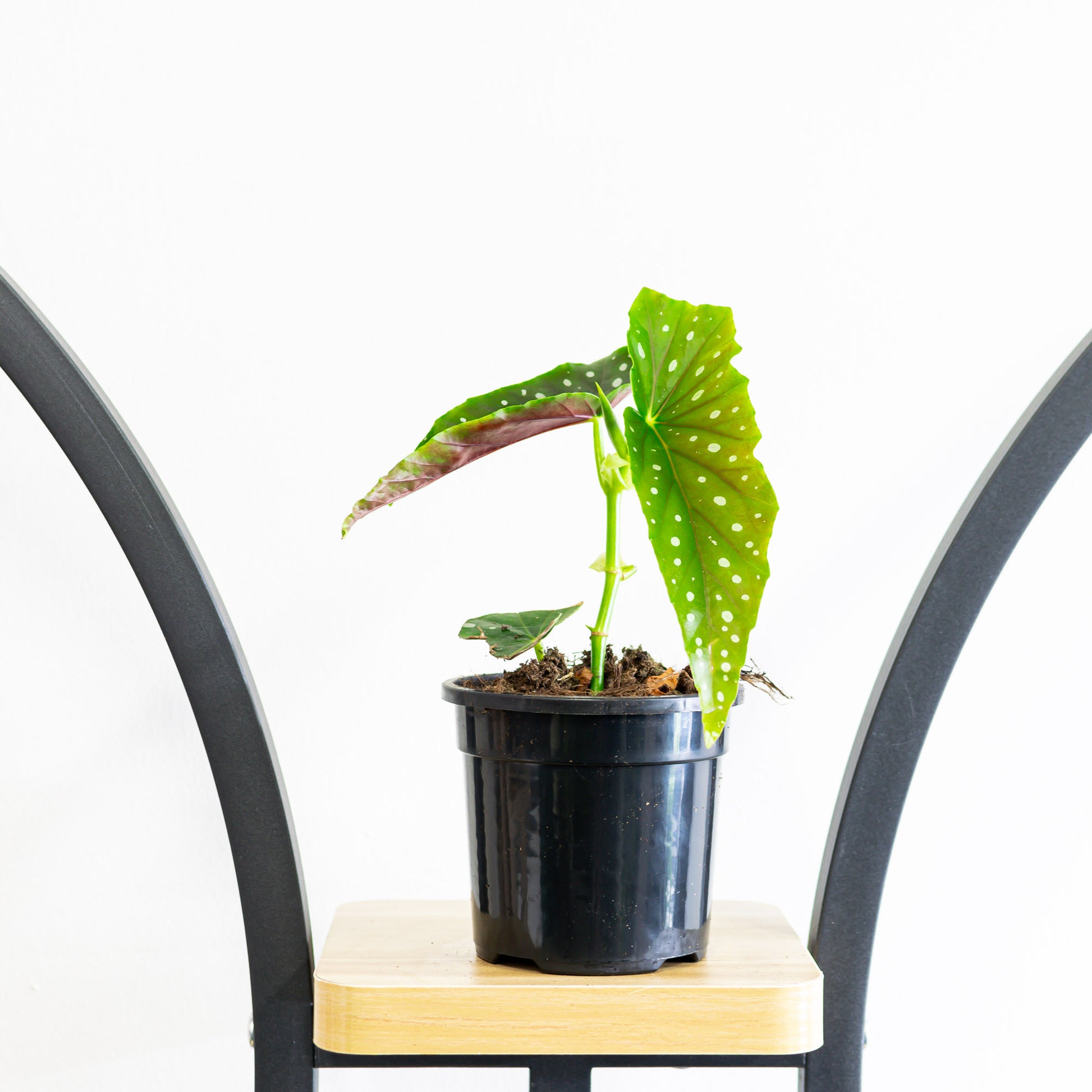 Begonia Polka Dot Pink Flower | The Plant Boys