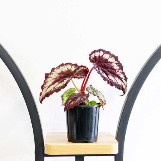 Begonia Dibs Tuxedo | The Plant Boys
