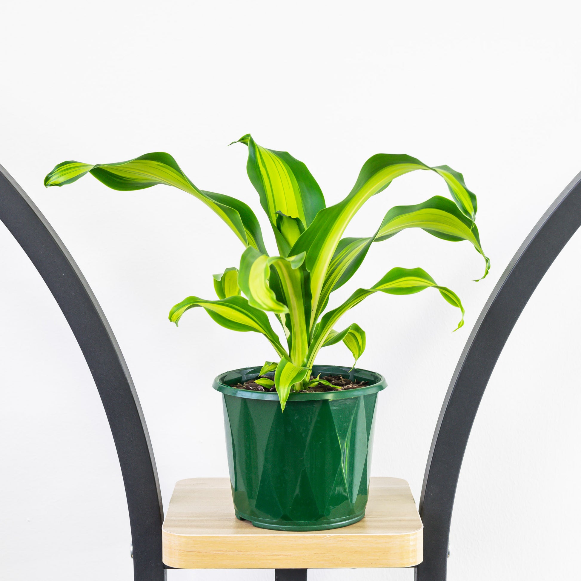 dracaena golden plant Dracaena Gold Cord Happy Plant – The Plant Boys