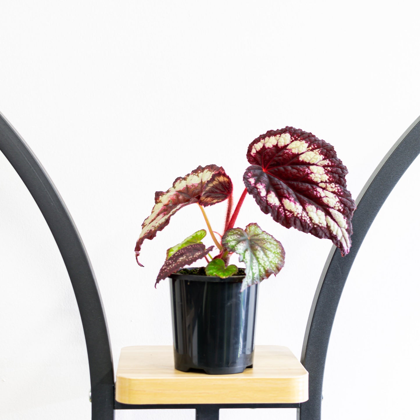 Begonia Dibs Tuxedo | The Plant Boys